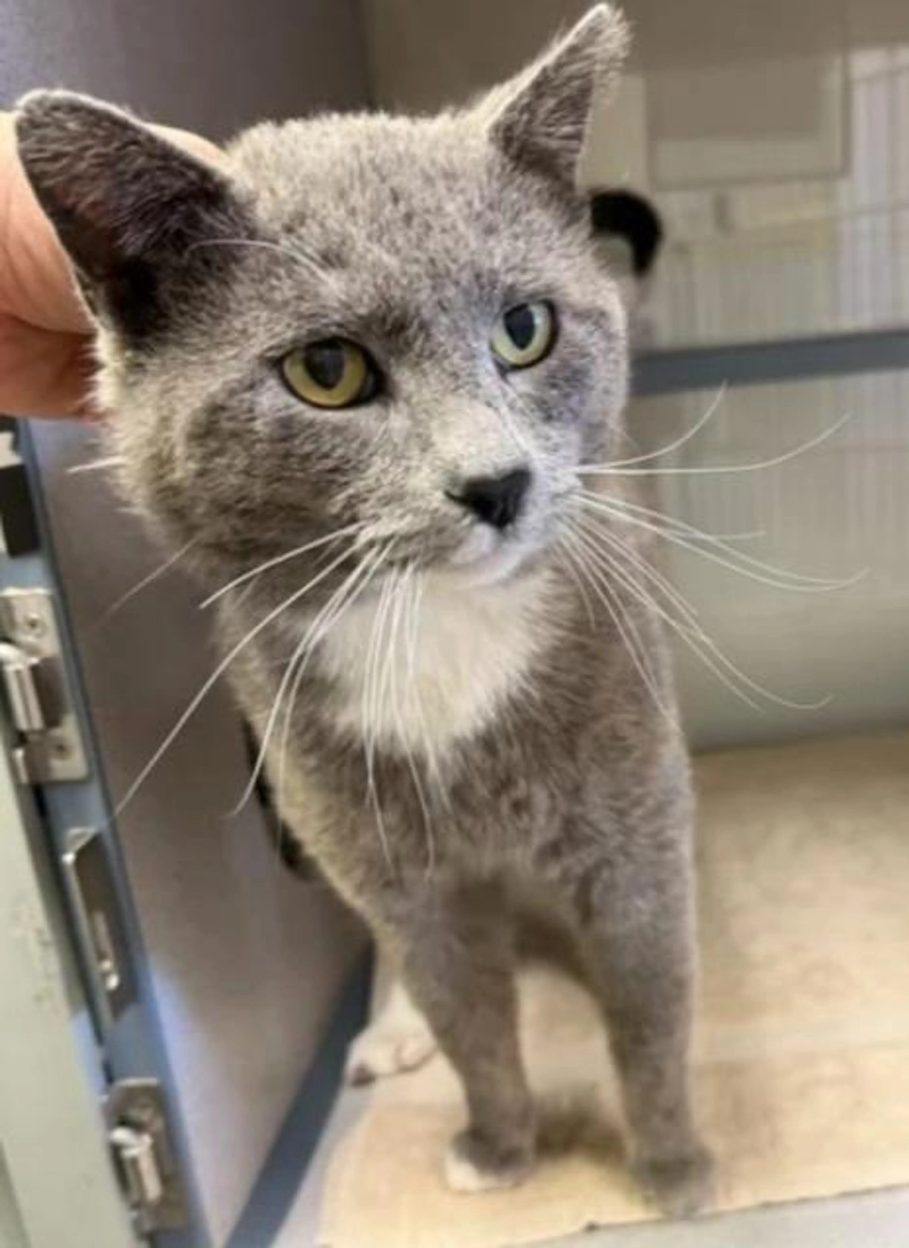 Found pet-5
