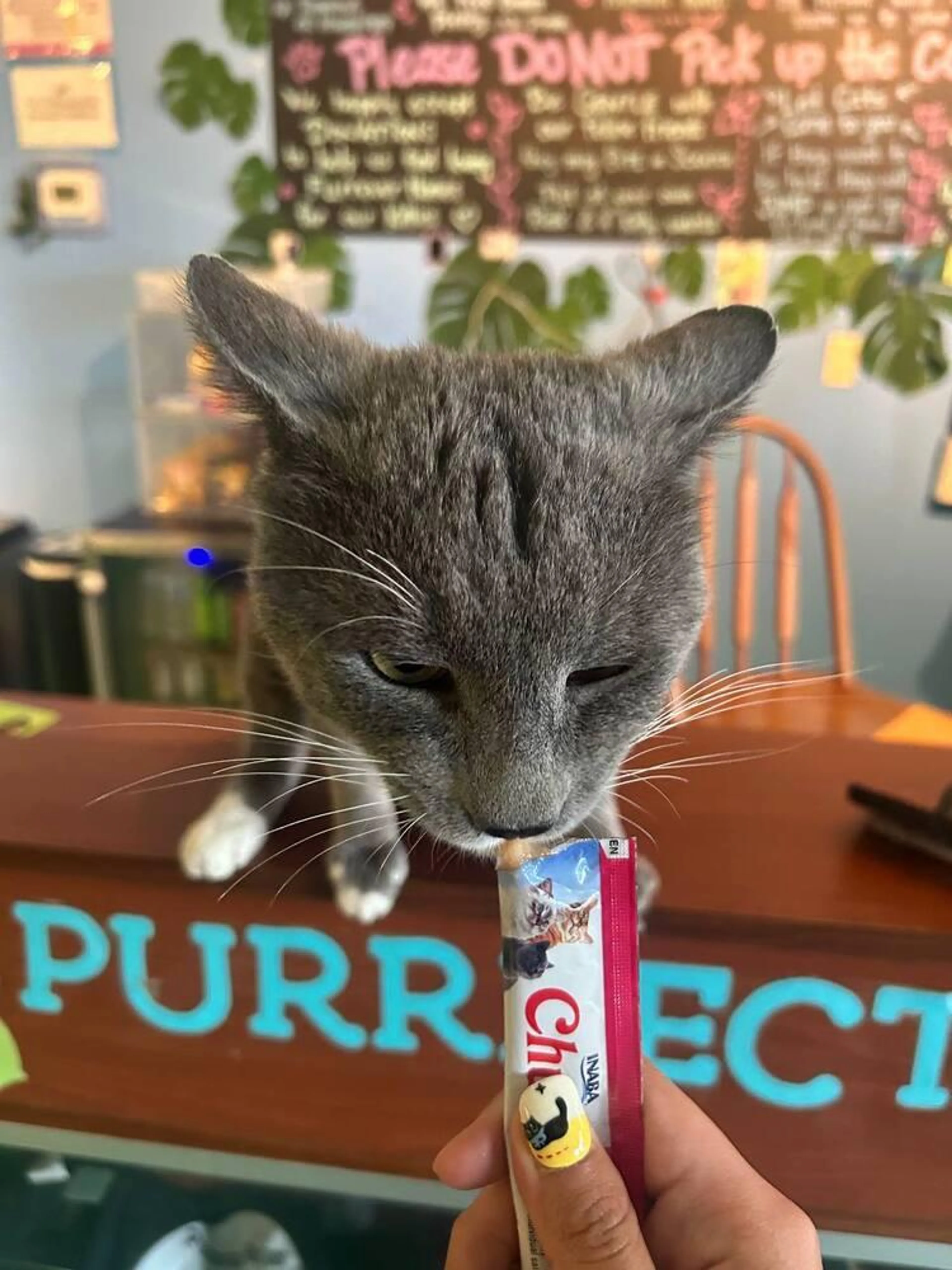 Found pet-4