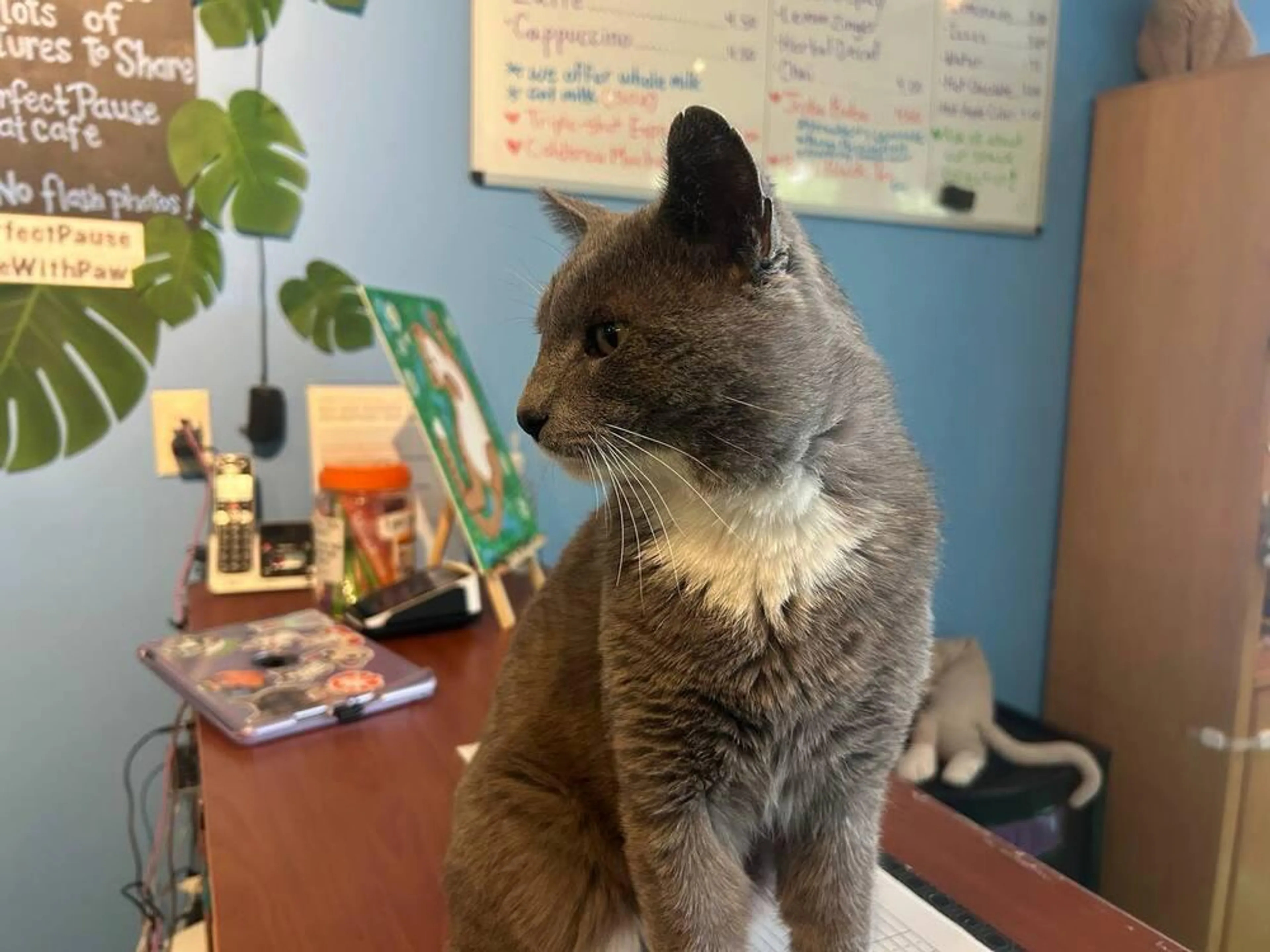 Found pet-1