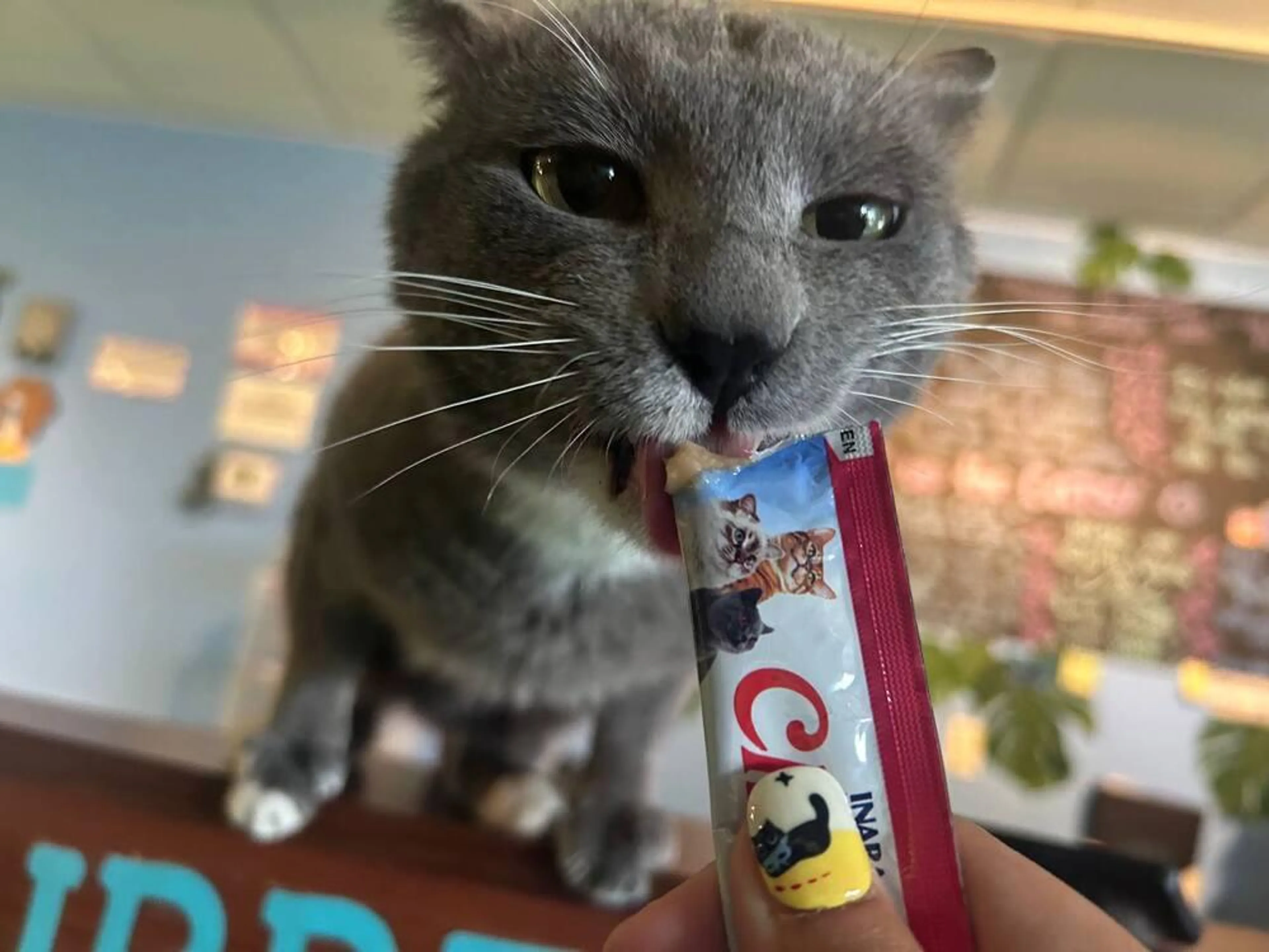 Found pet-3