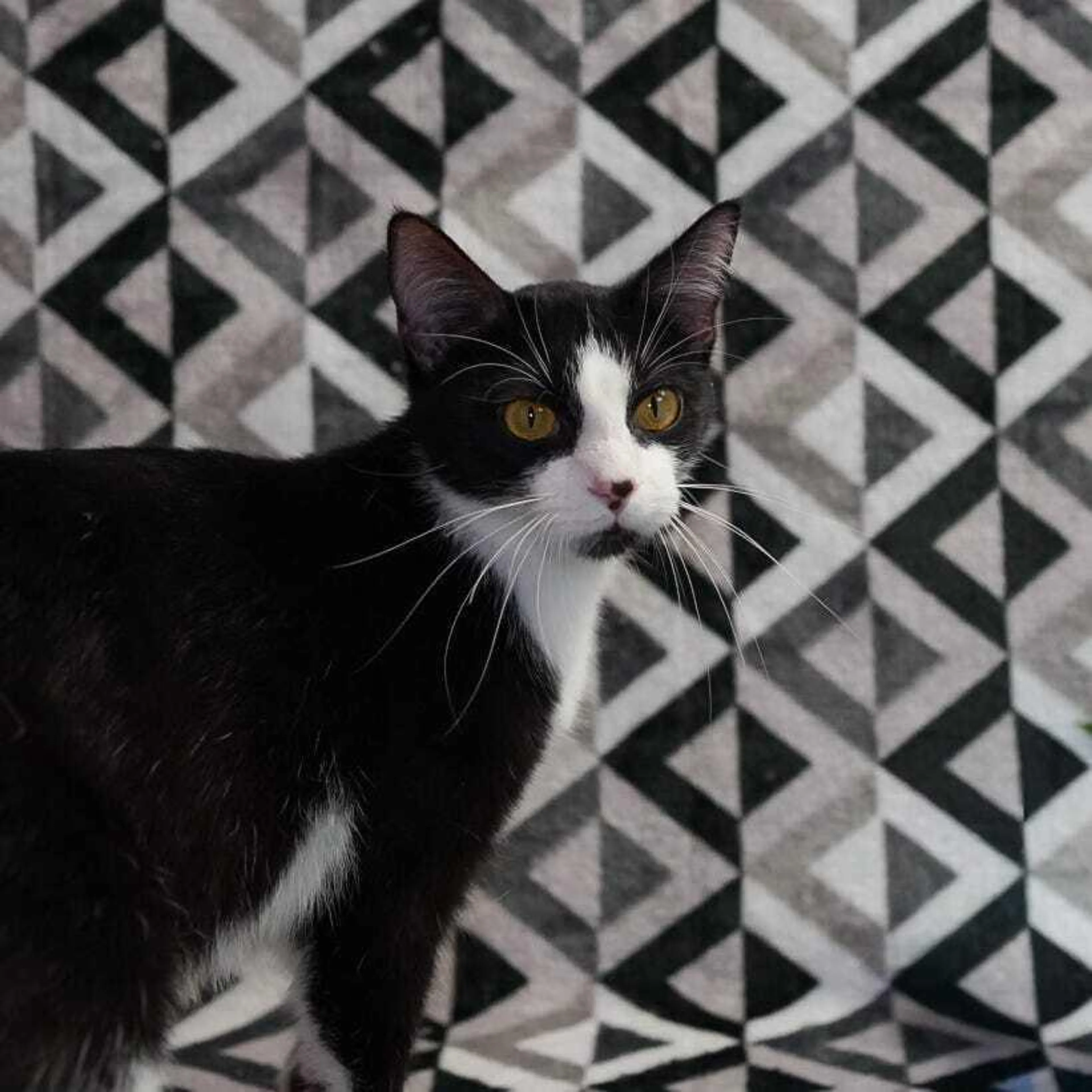 Found pet-2