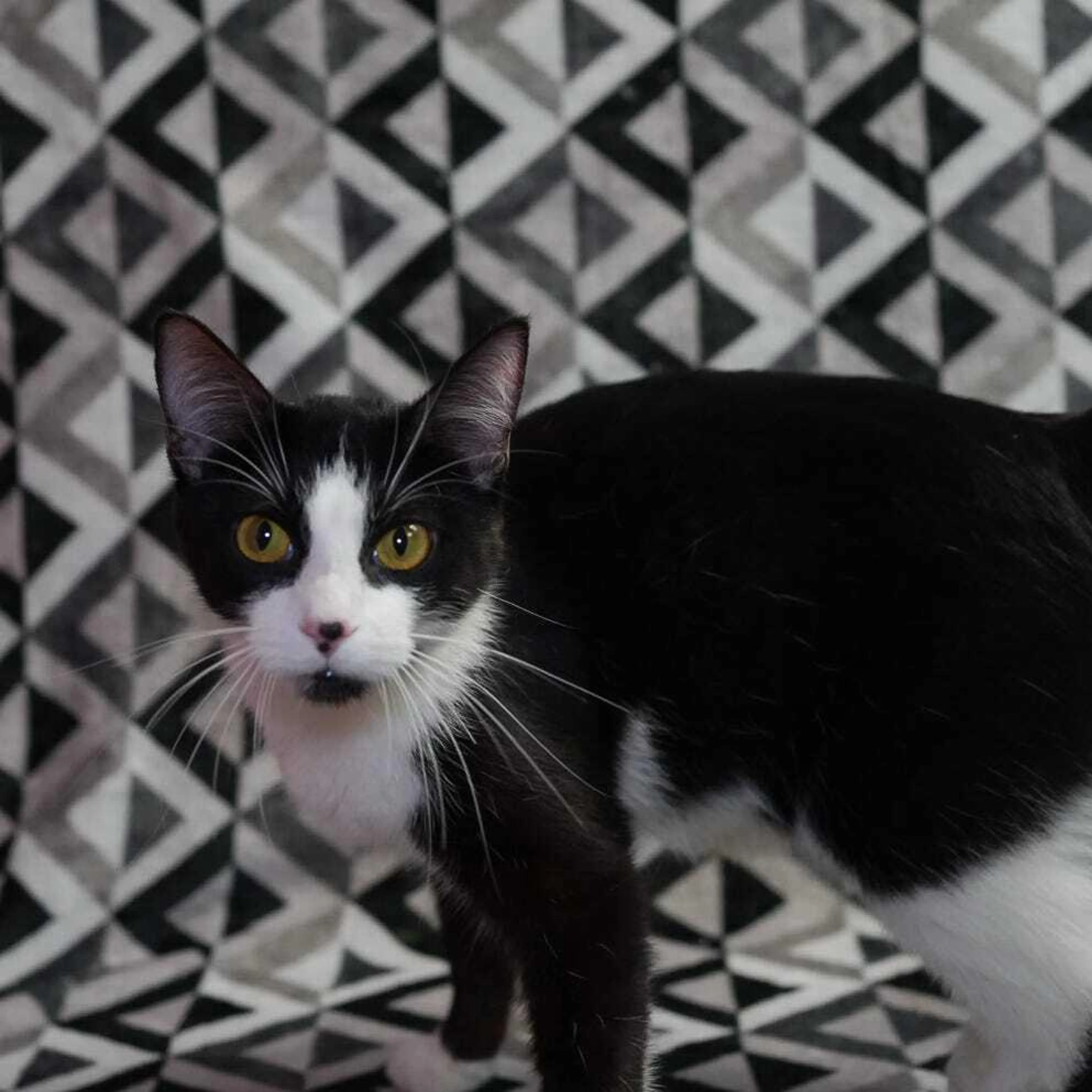 Found pet-0