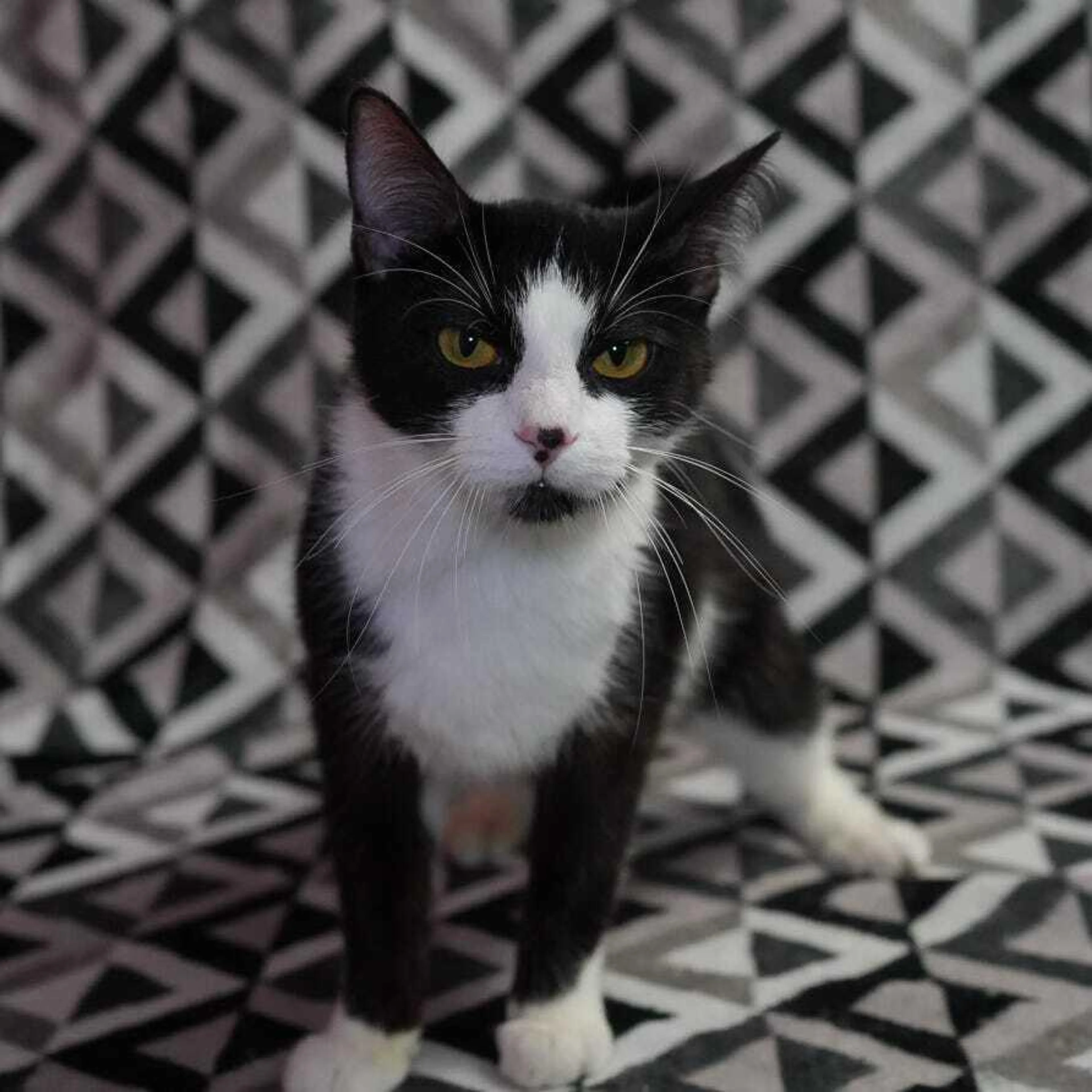Found pet-1