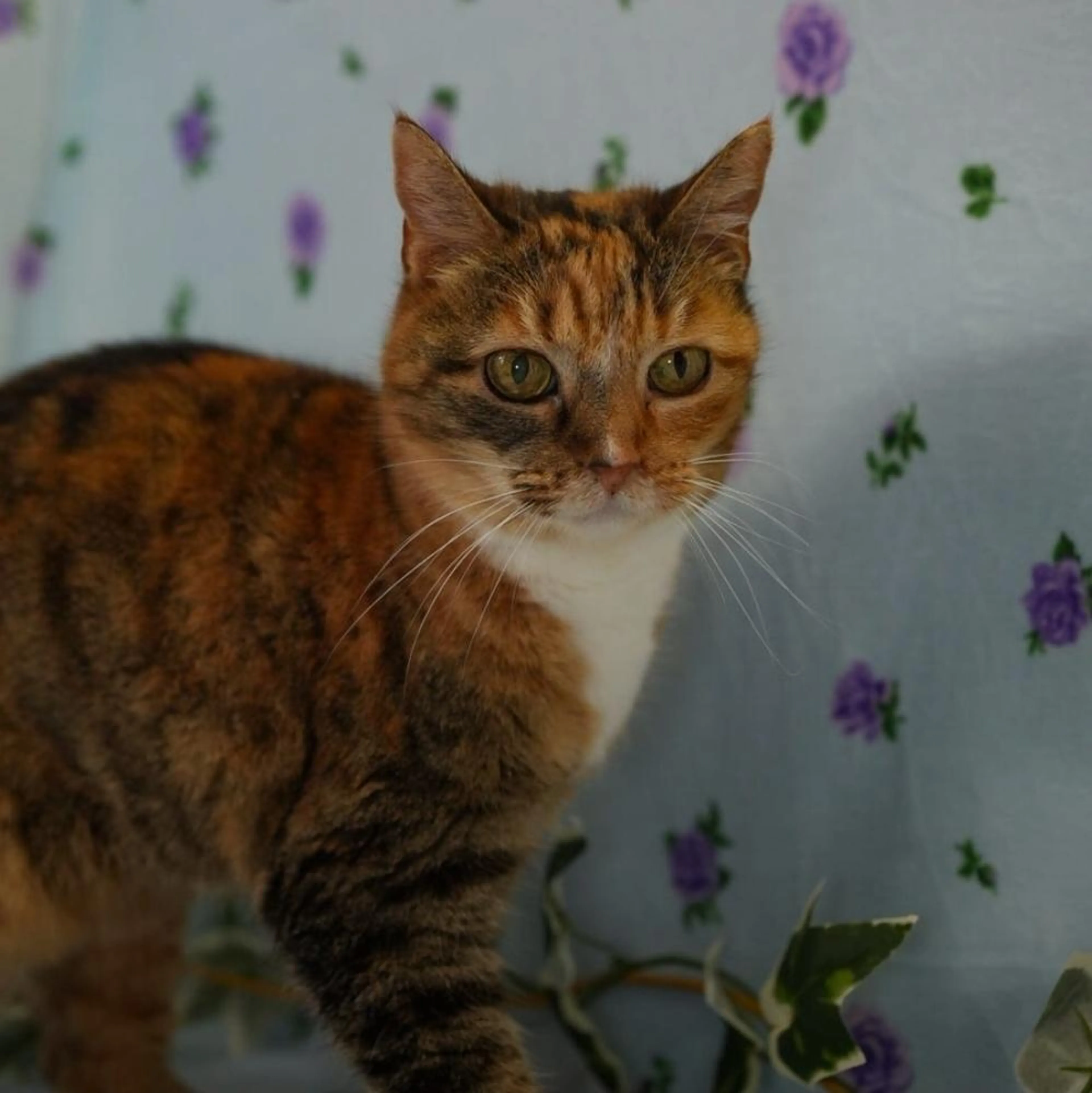 Found pet-2