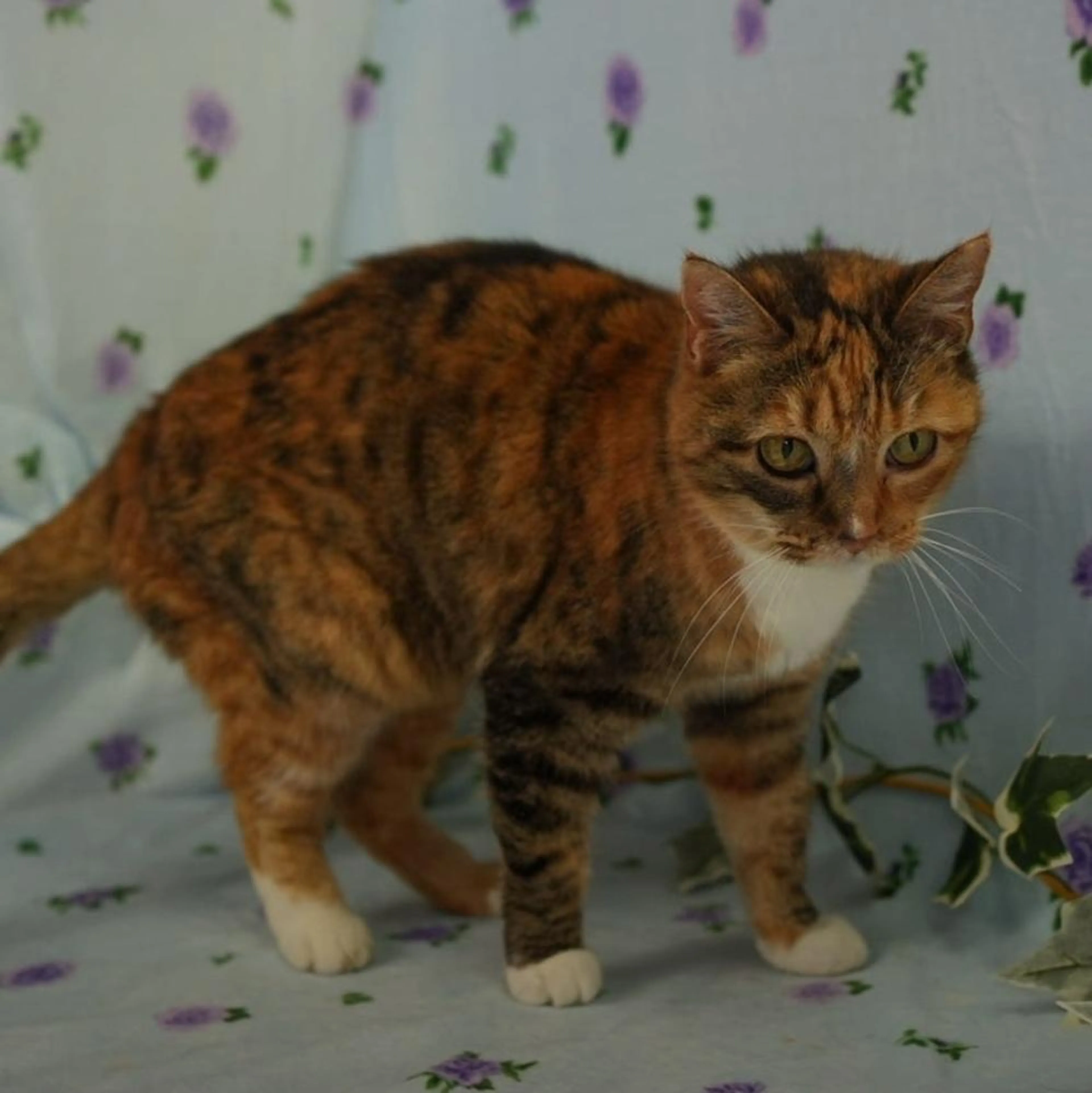 Found pet-1