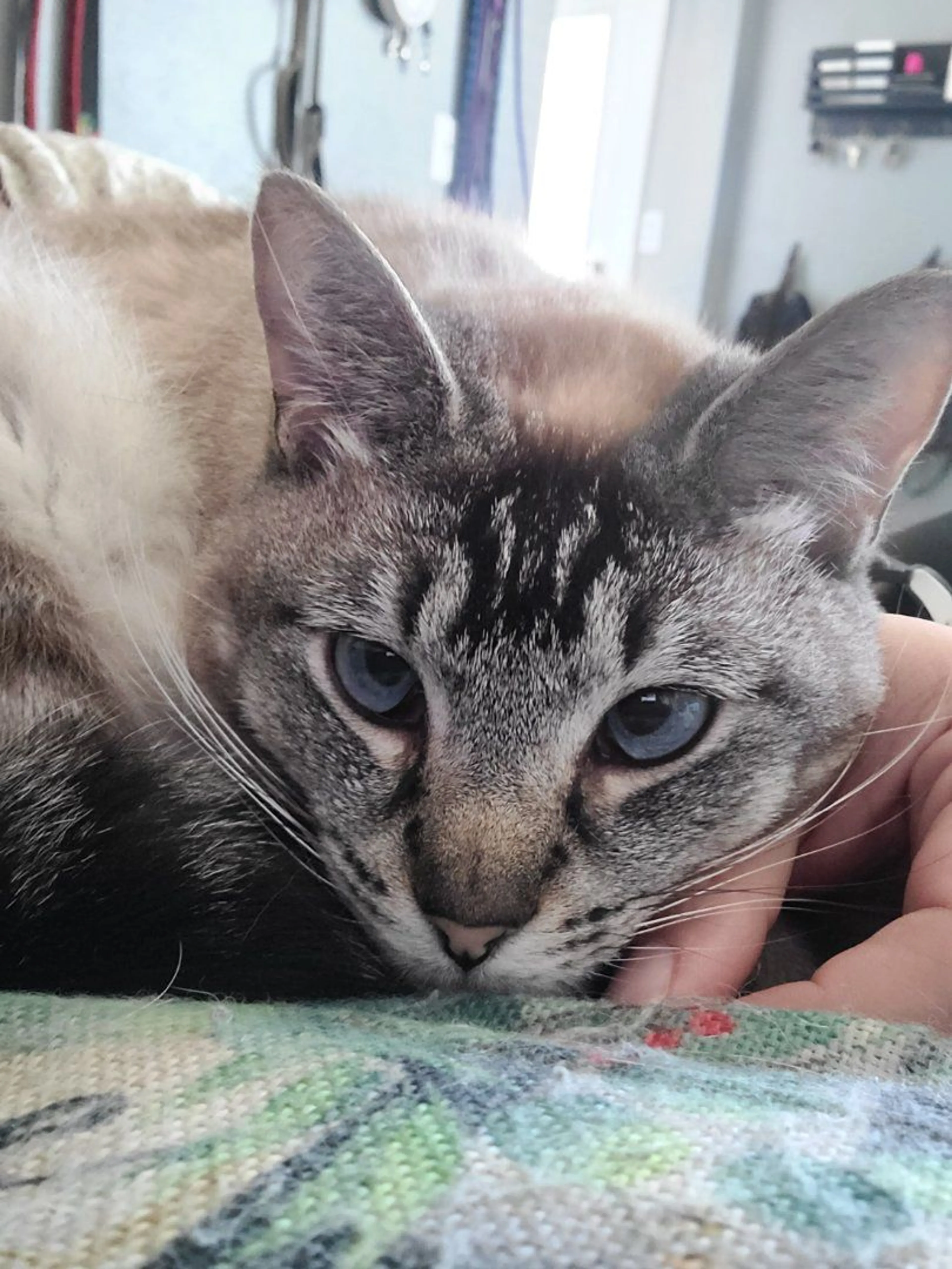 Lost pet-1