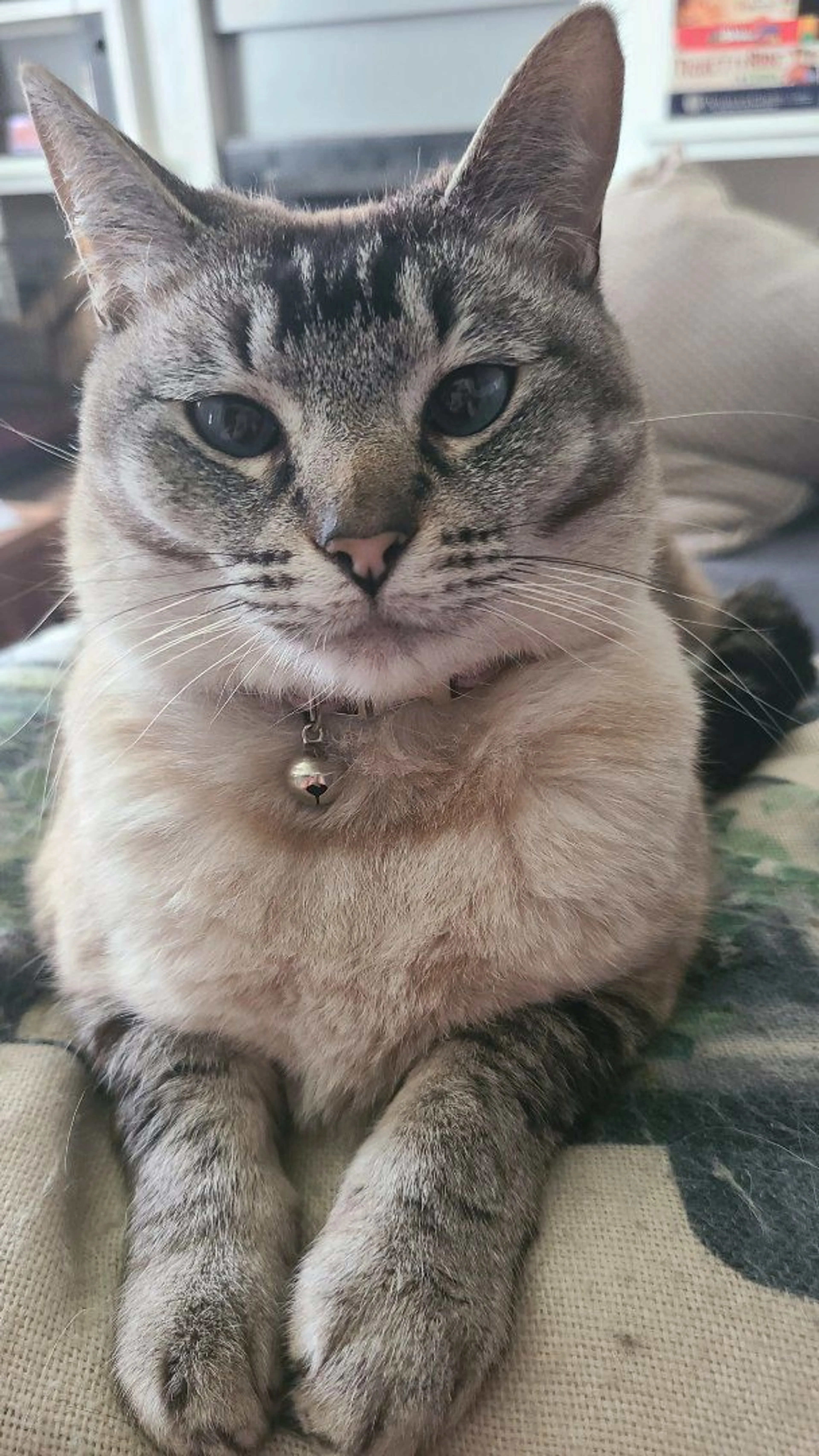 Lost pet-0