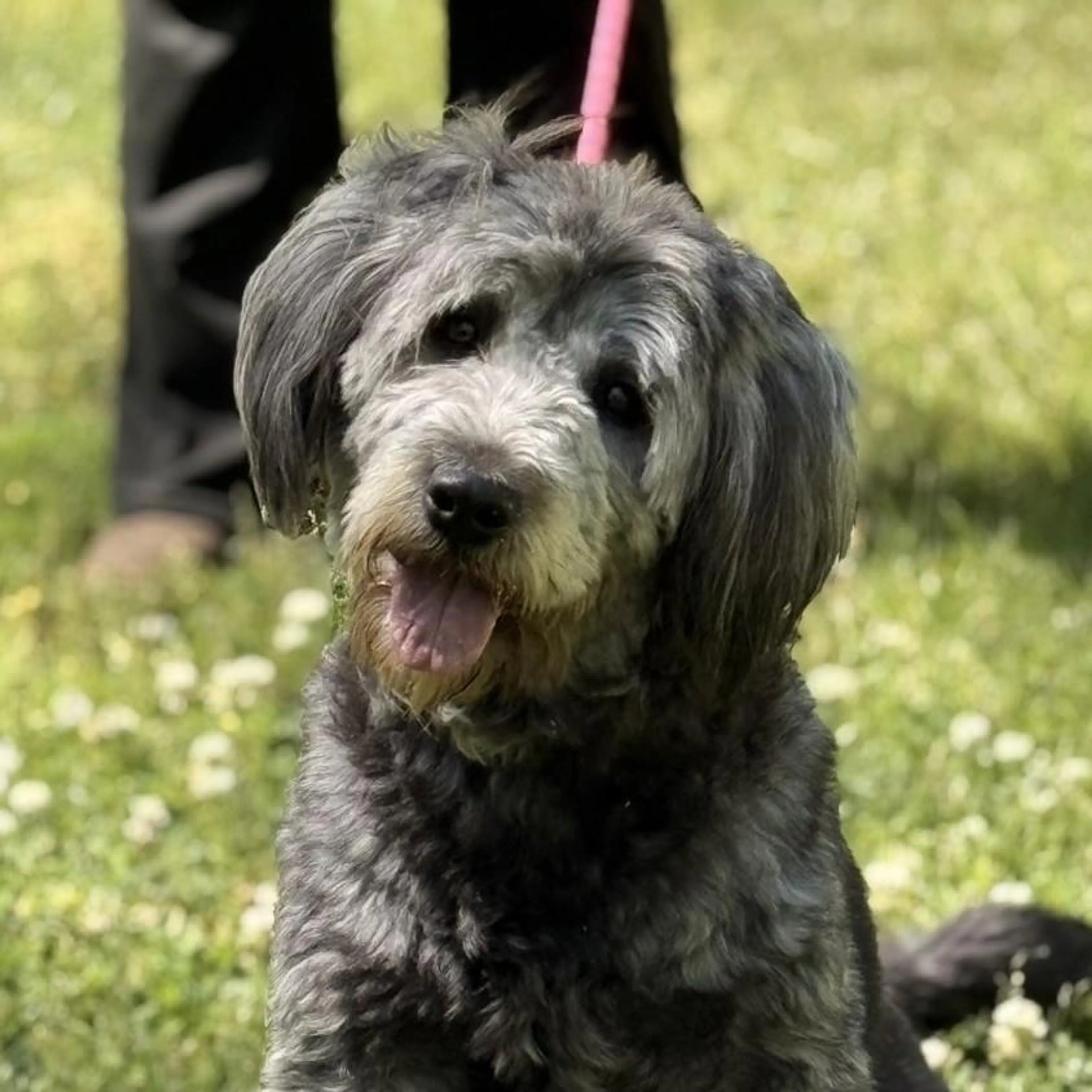 Found pet-2