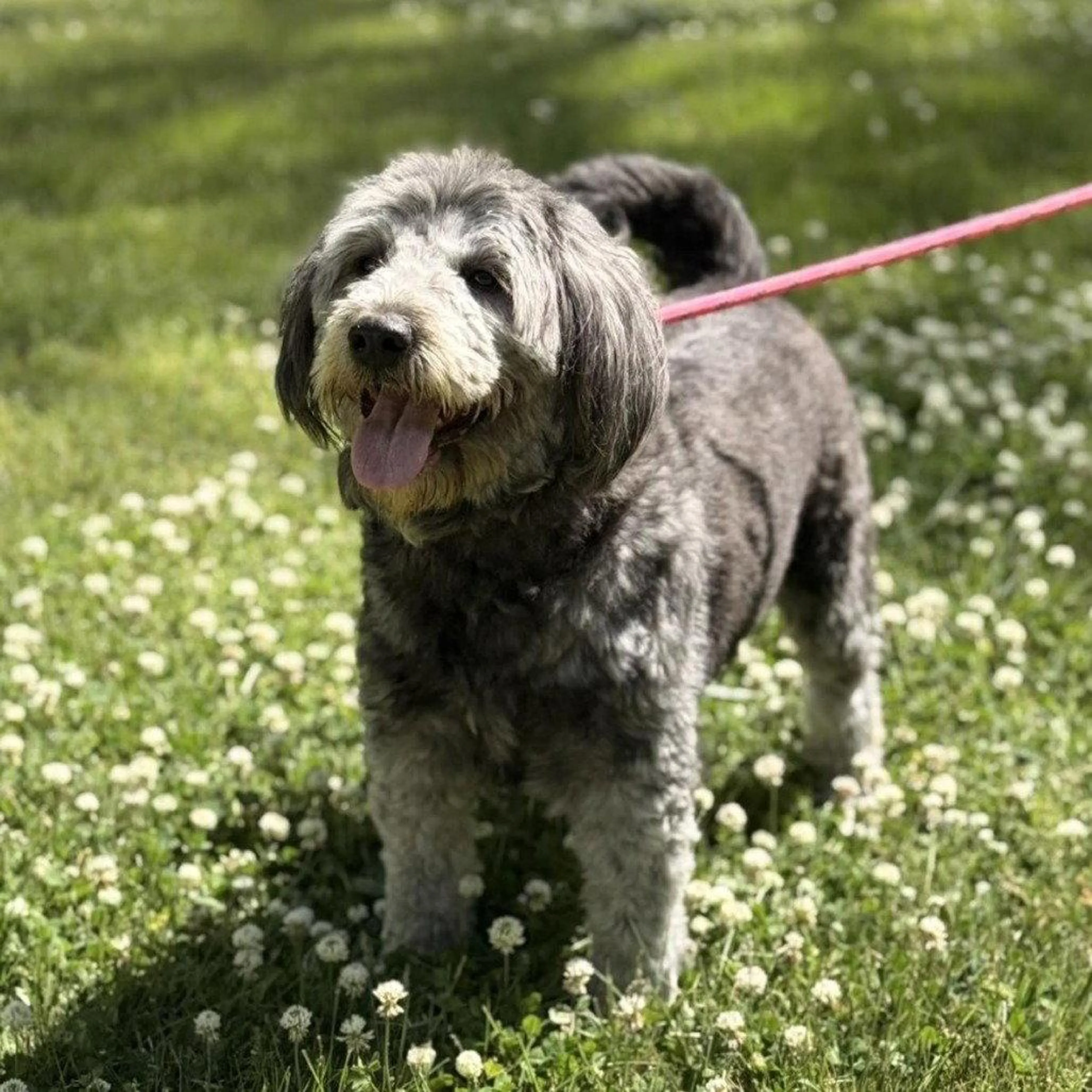 Found pet-1