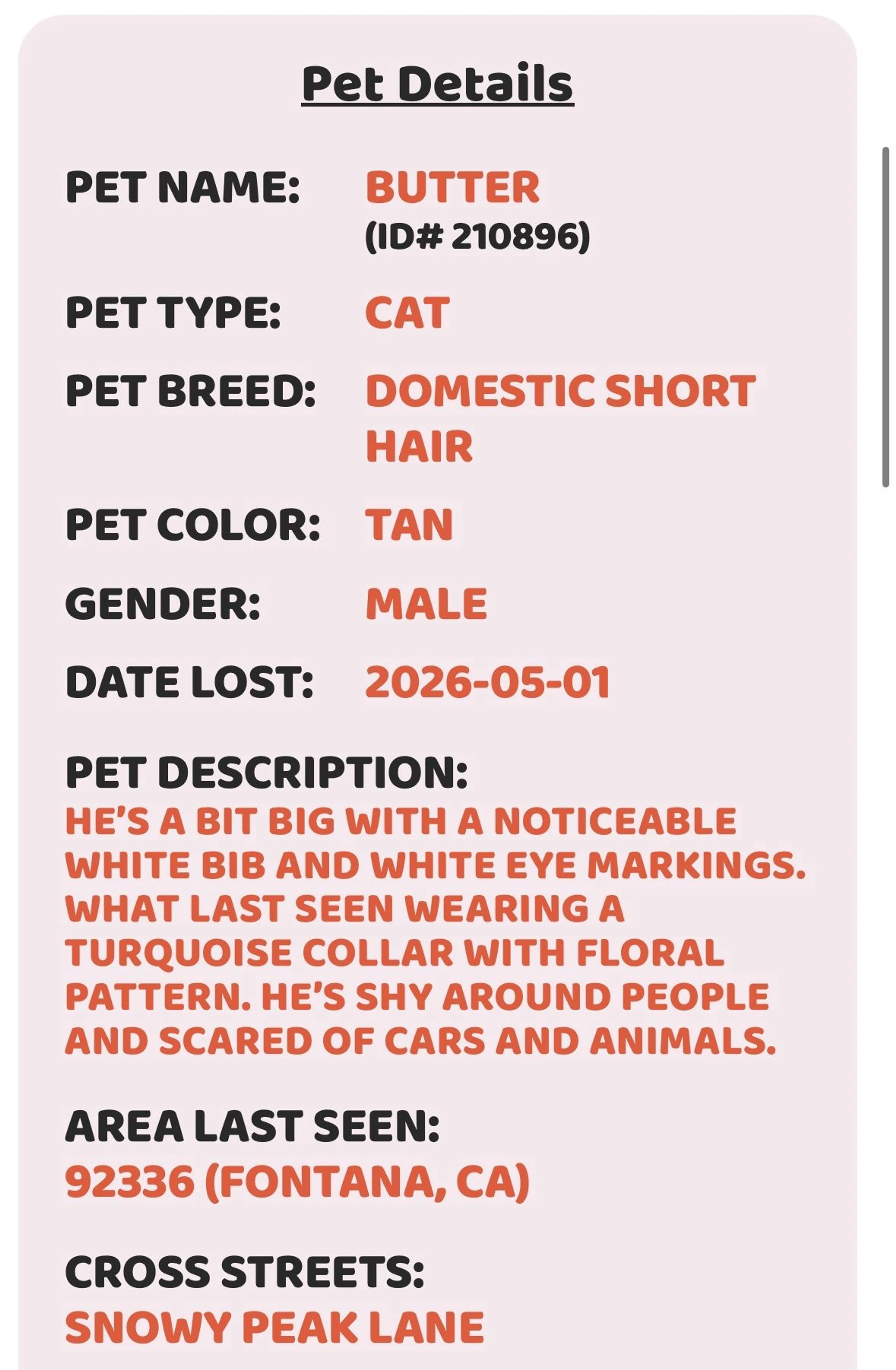Lost pet-1