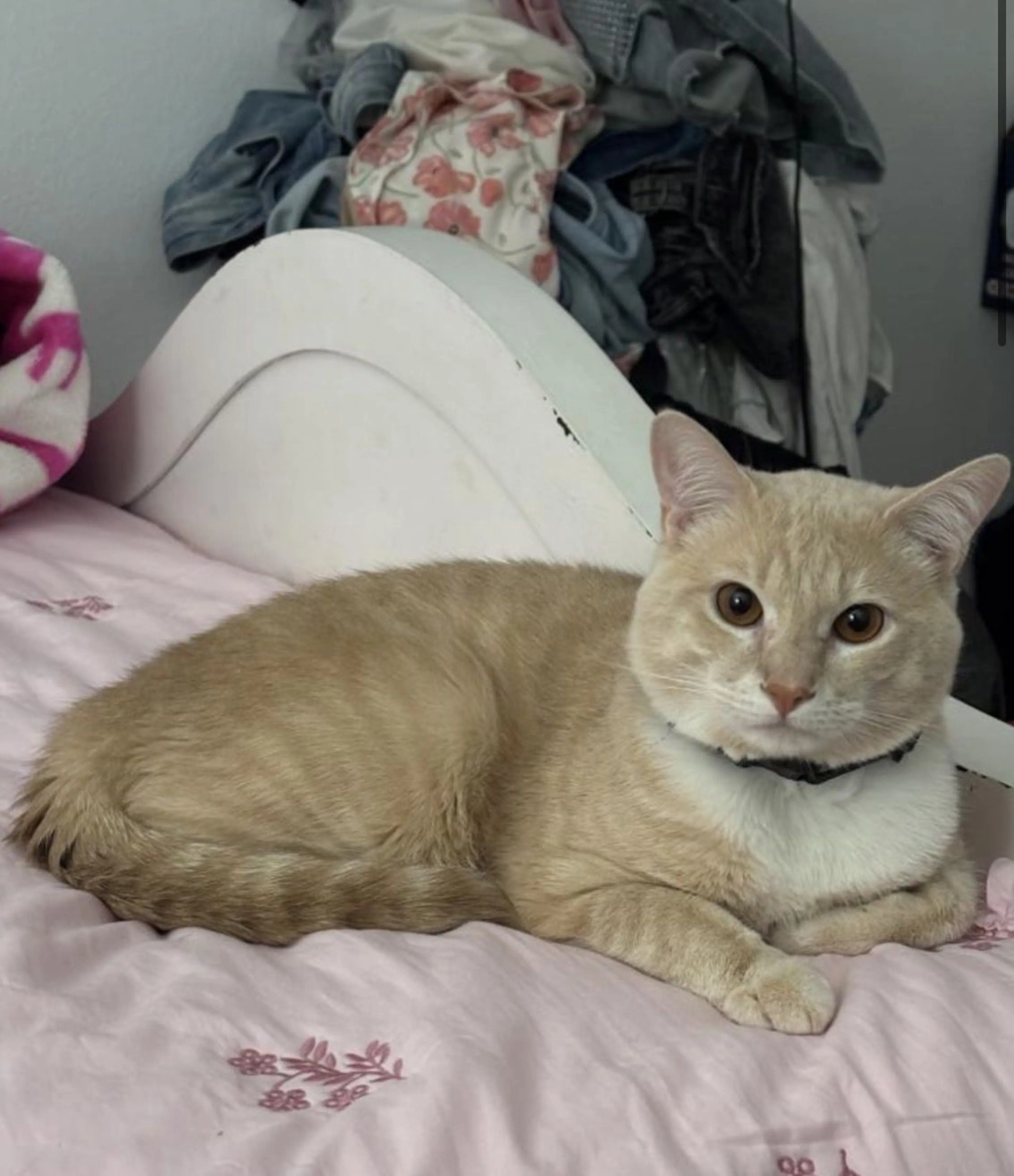 Lost pet-0