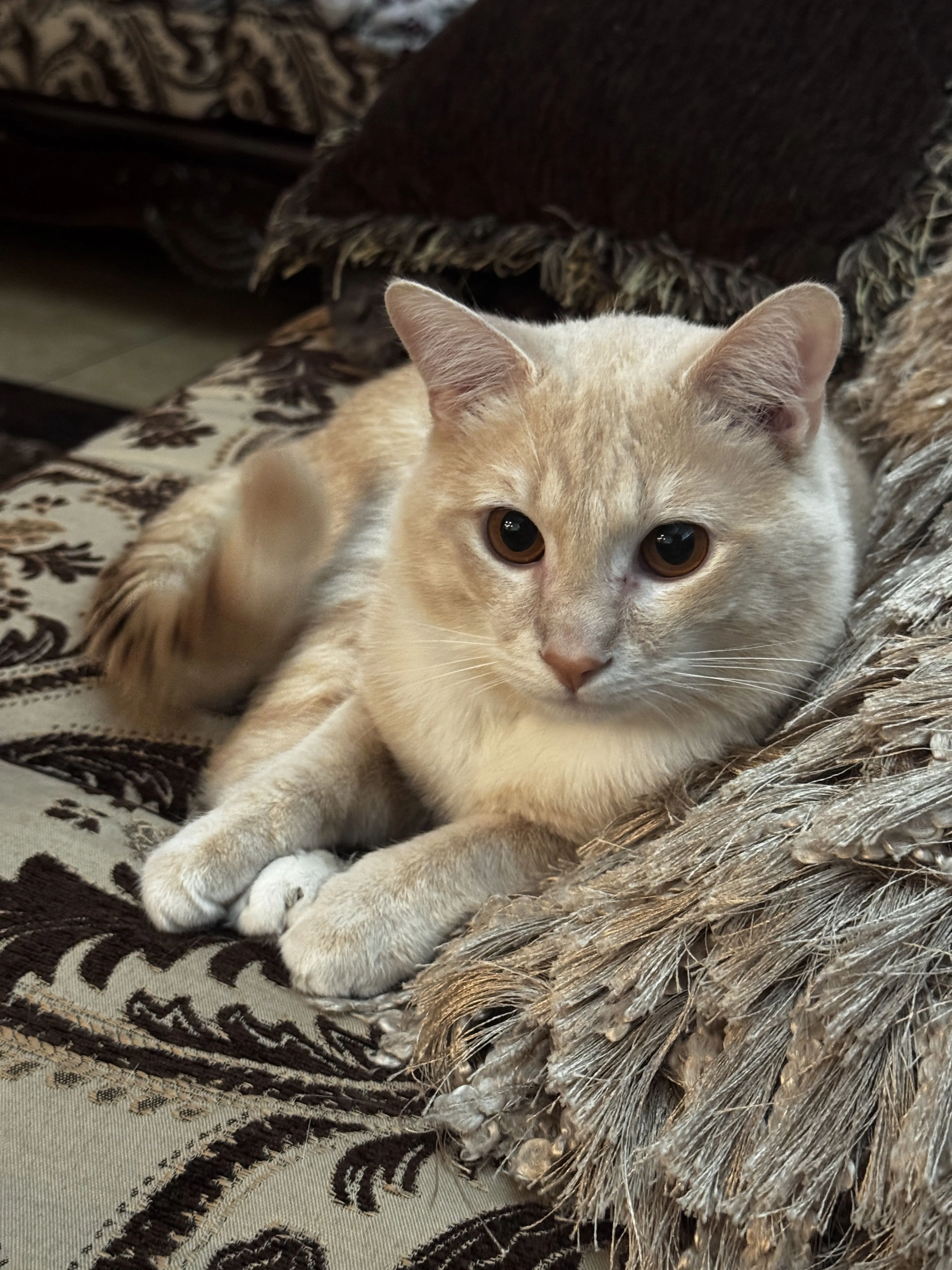 Lost pet-2