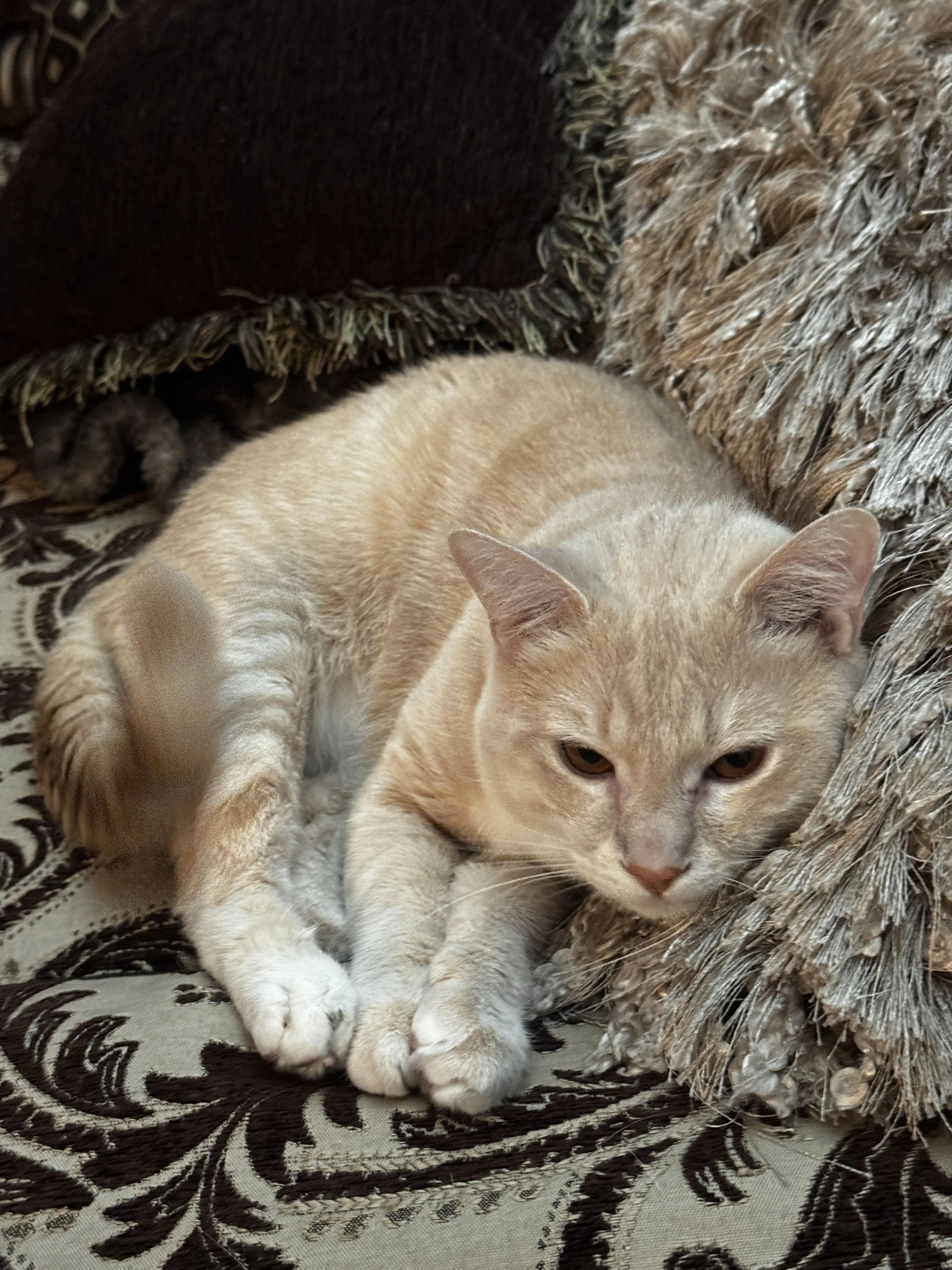 Lost pet-3