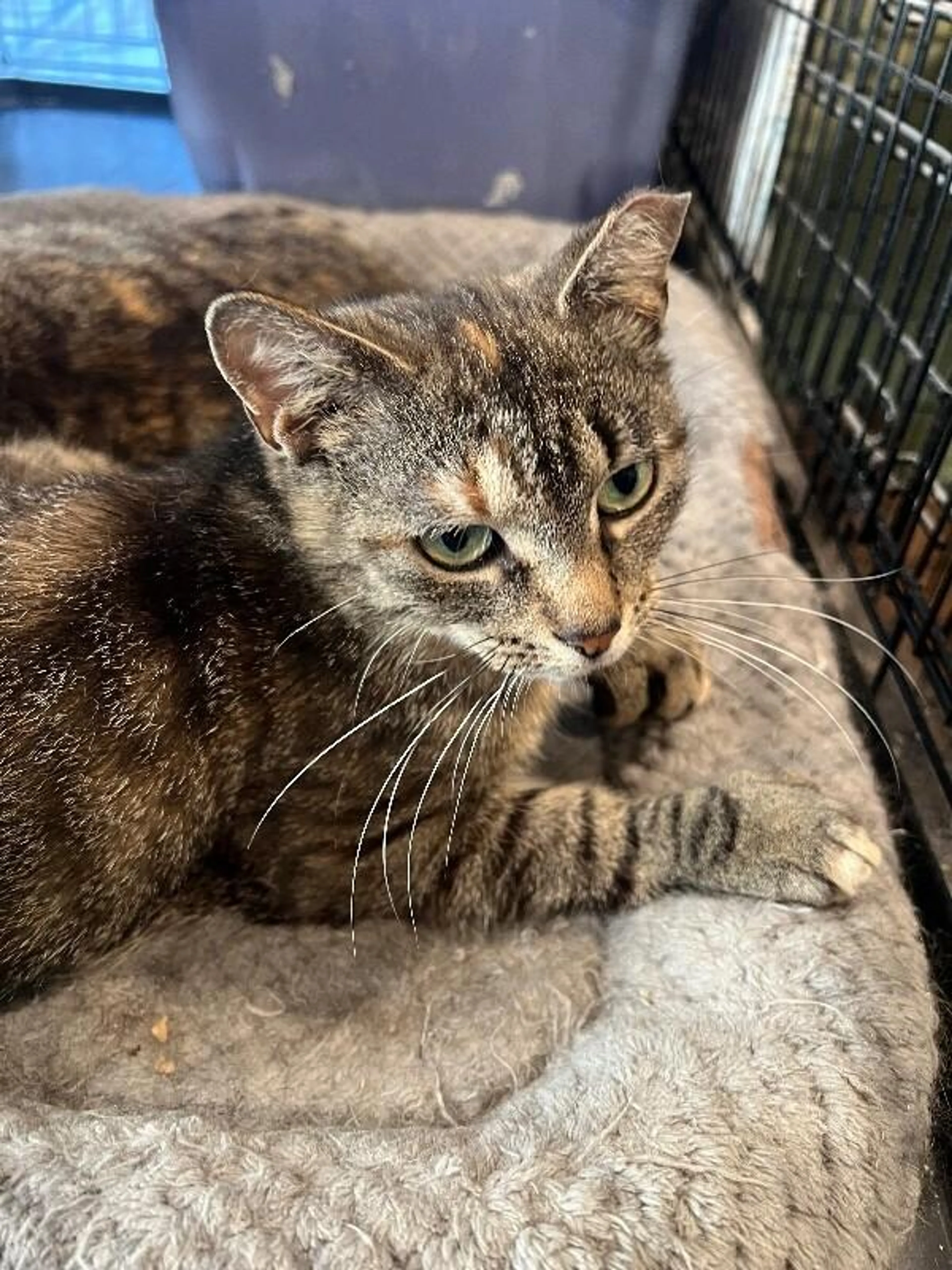 Found pet-2