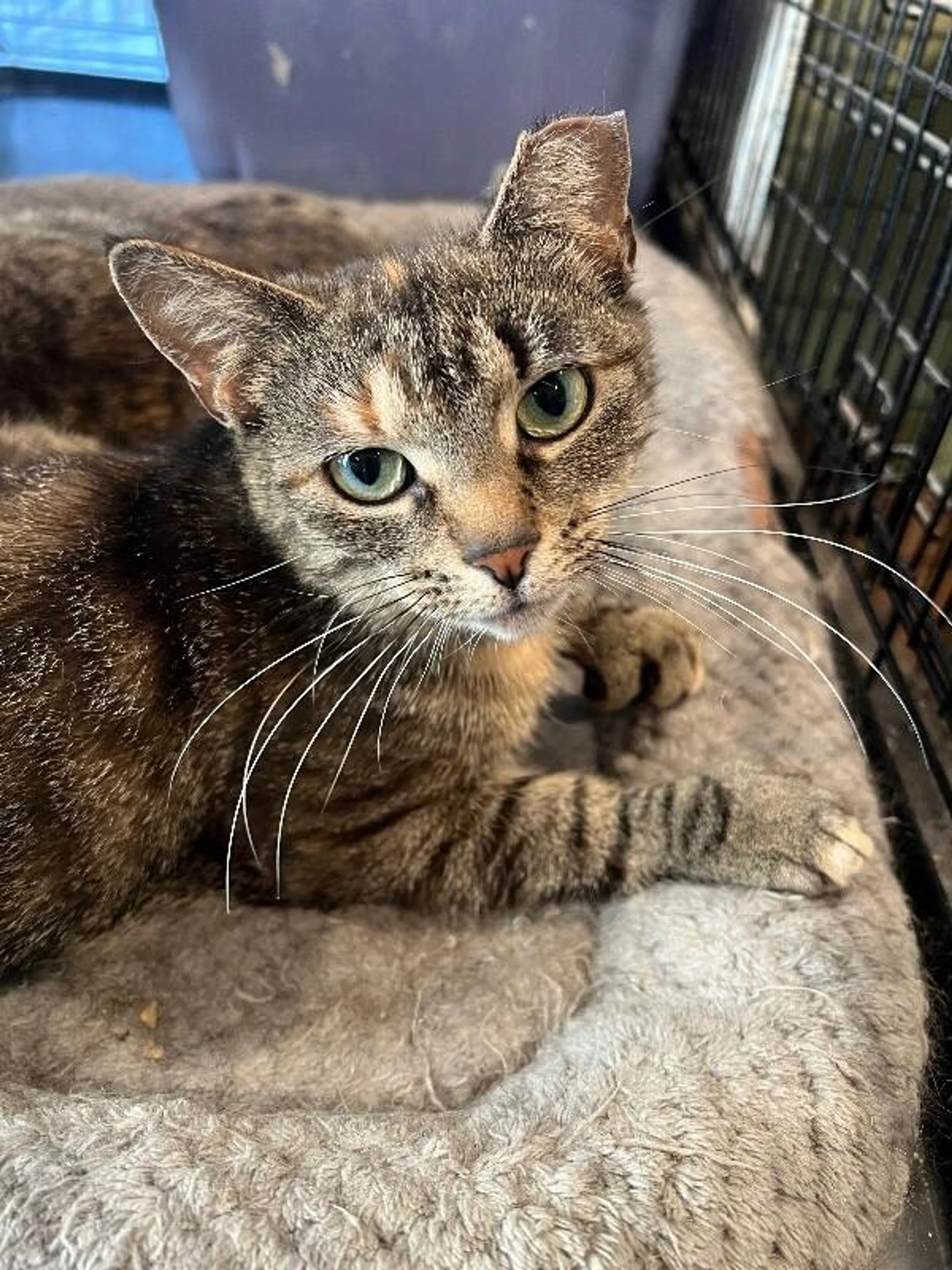 Found pet-1