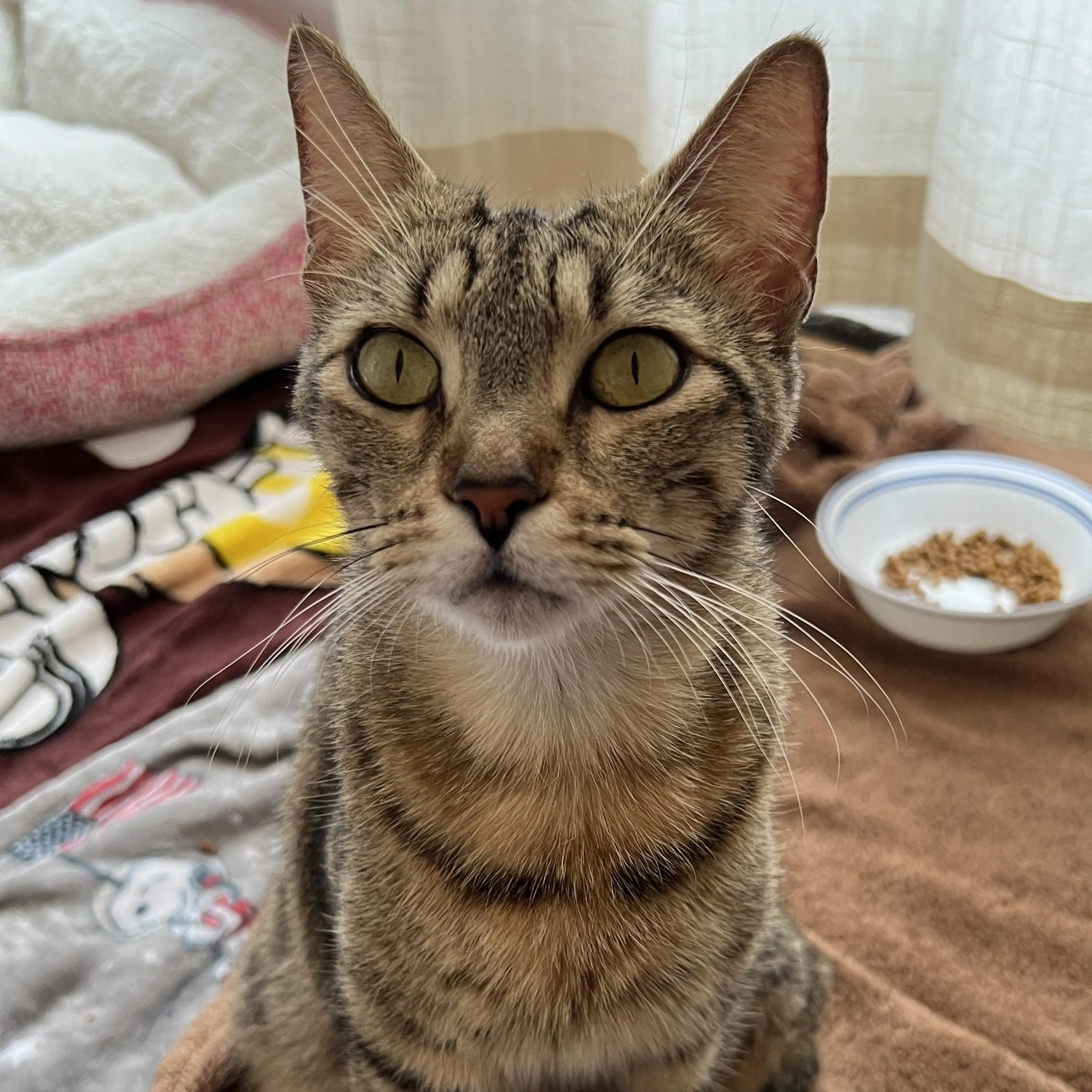 Found pet-2