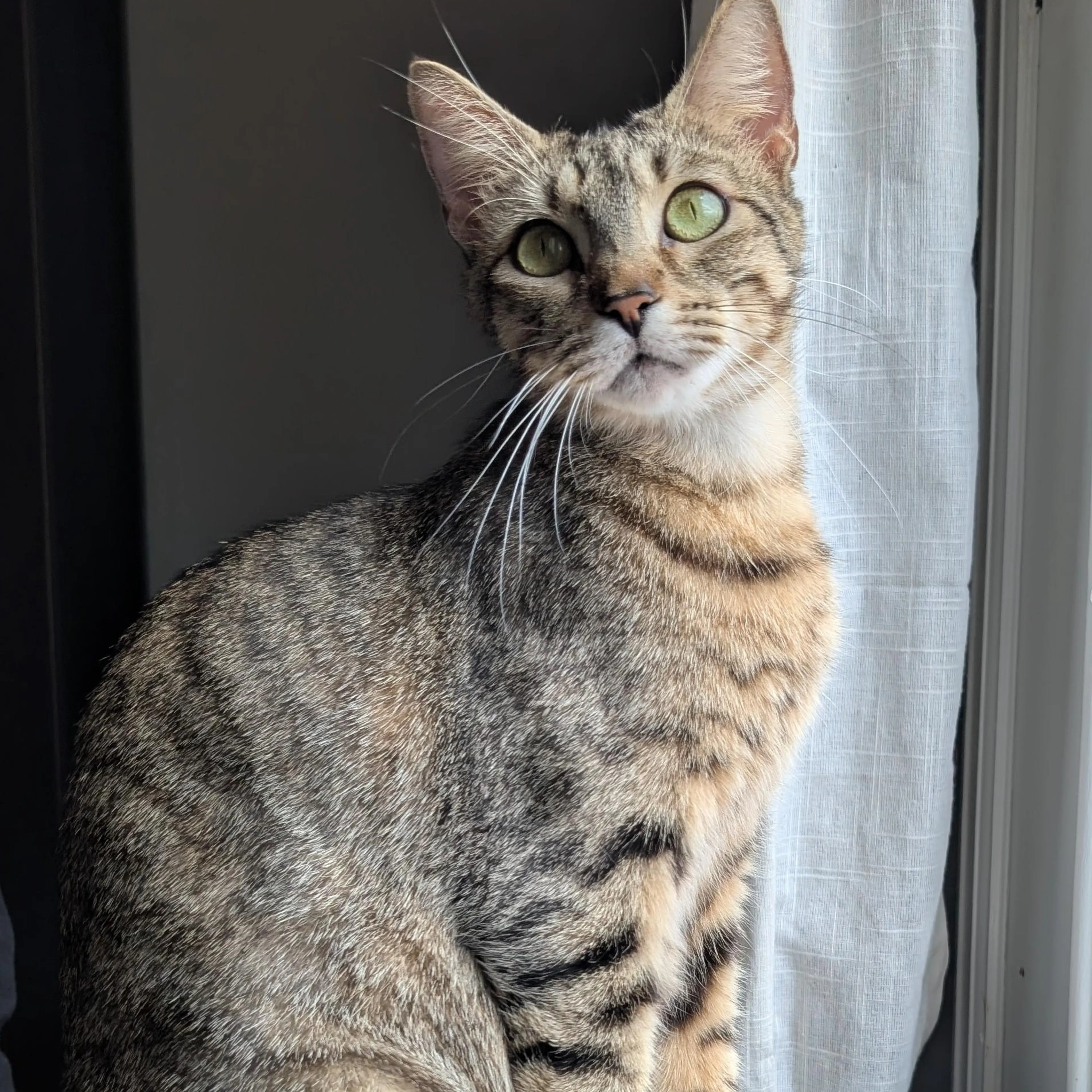 Found pet-4