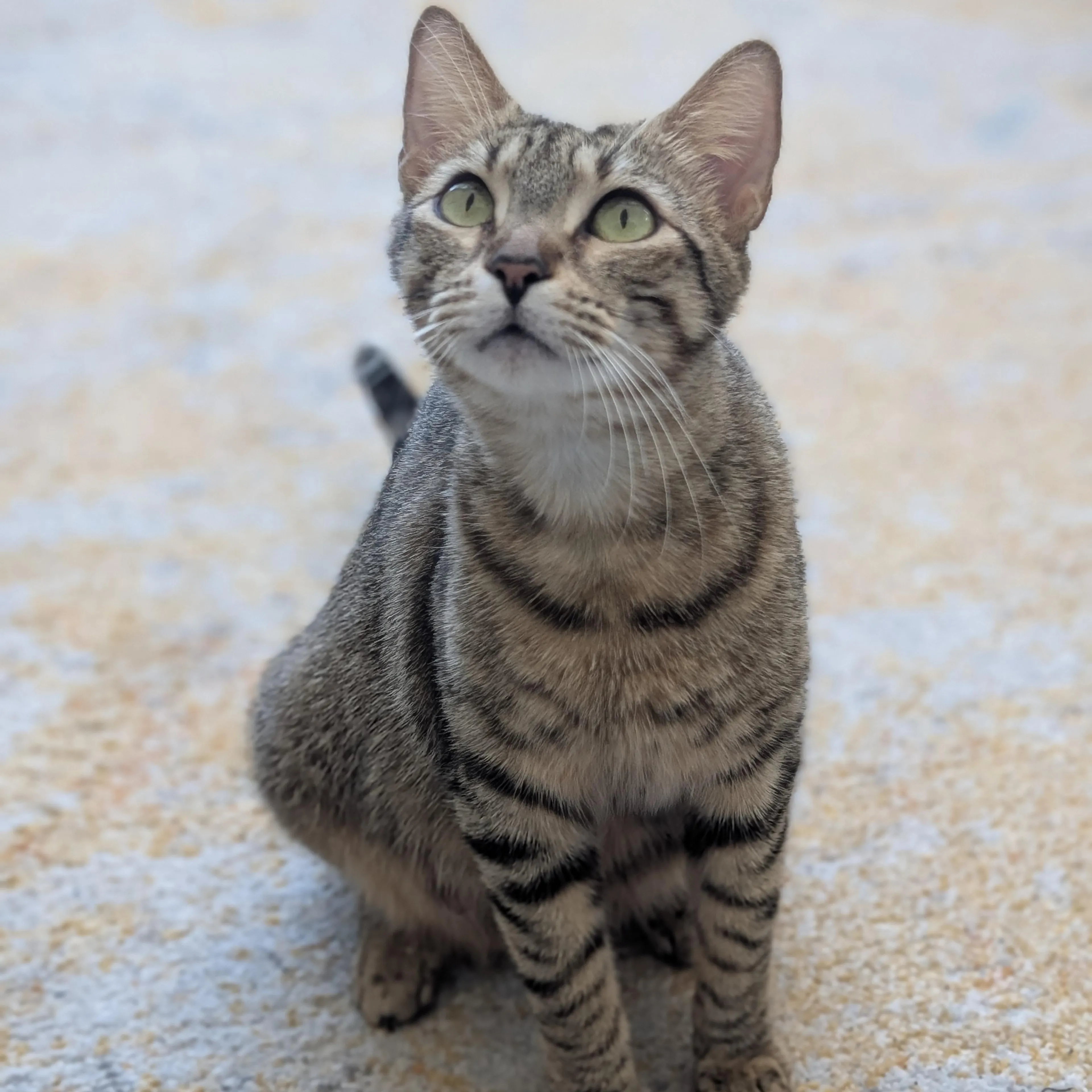 Found pet-1