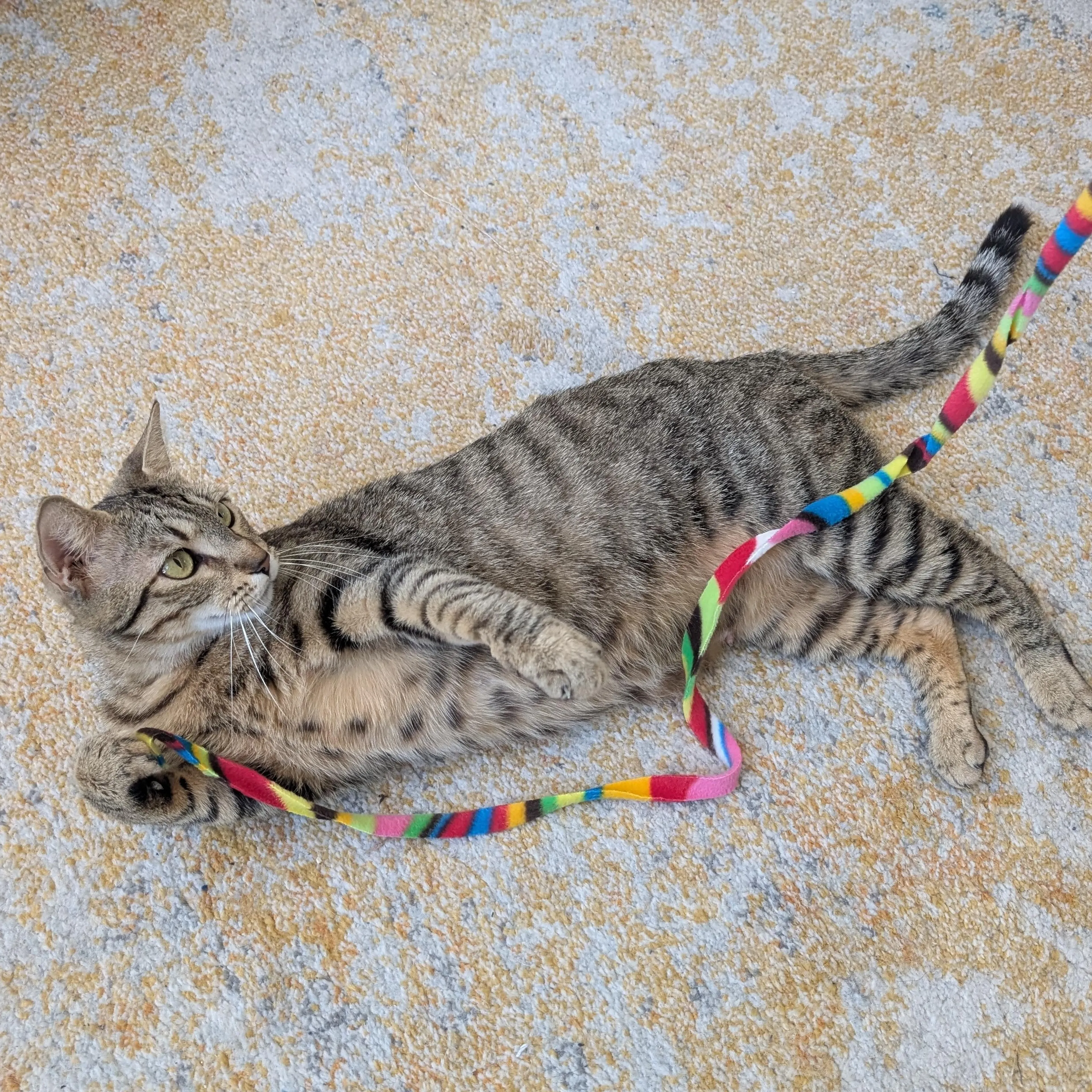 Found pet-0