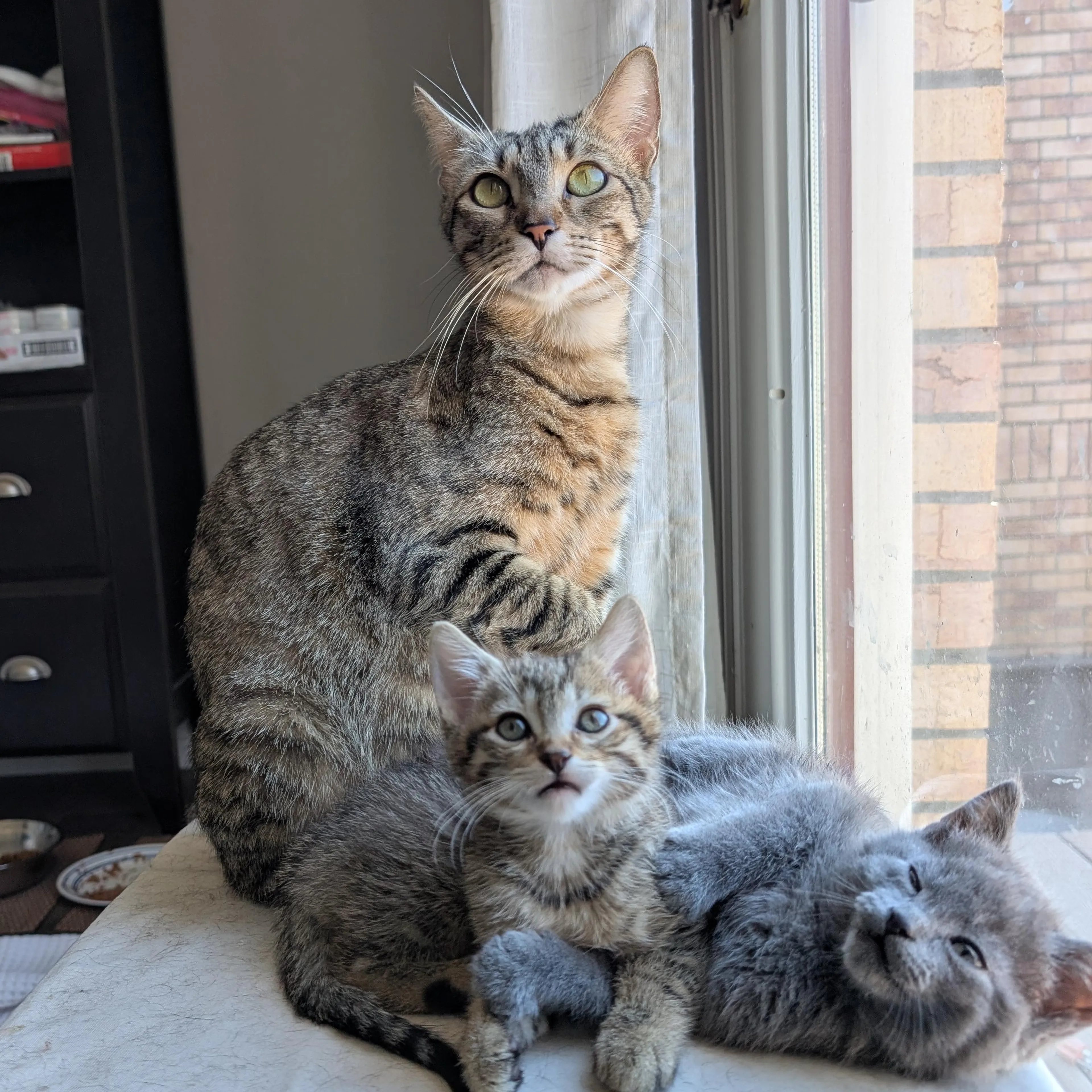 Found pet-3