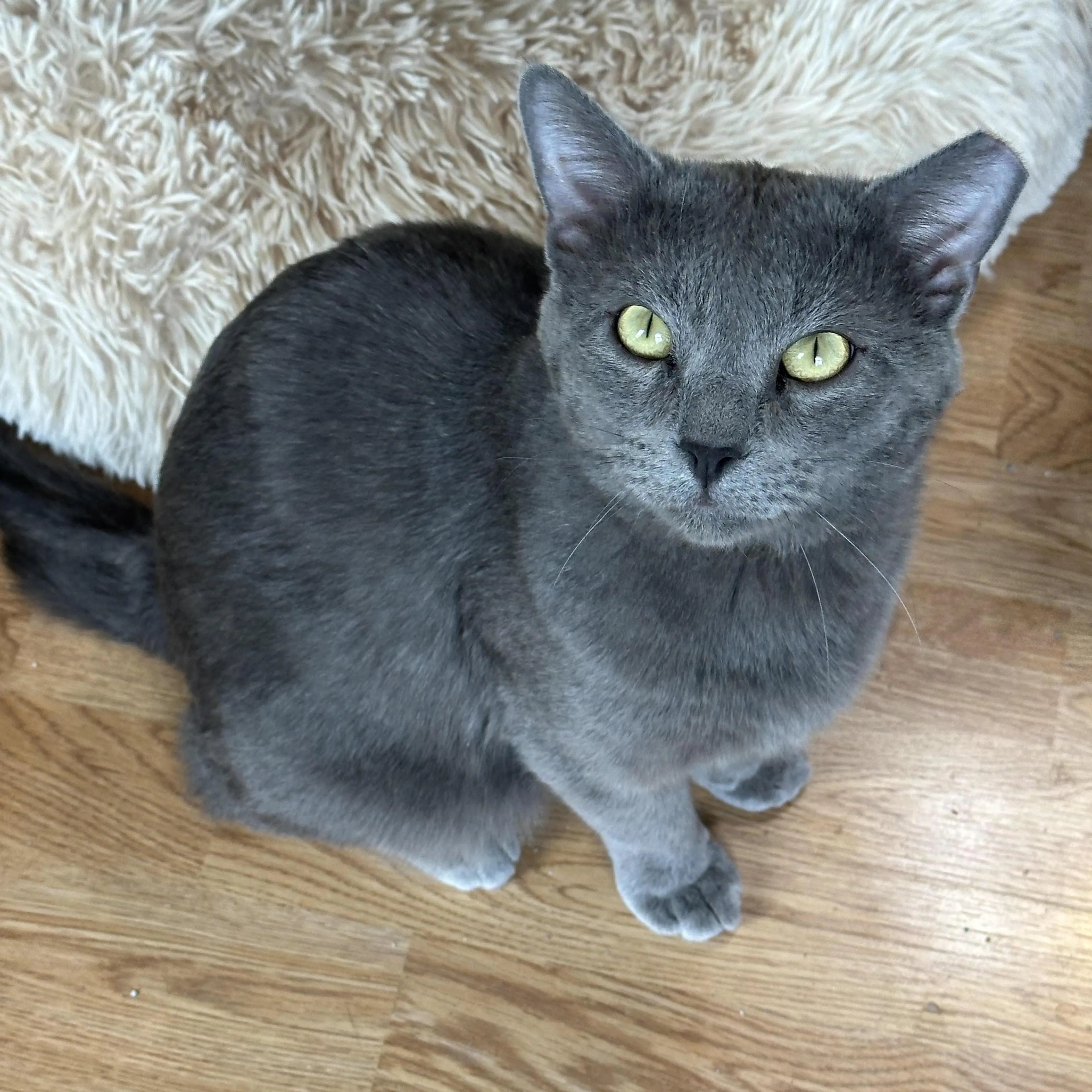 Found pet-1