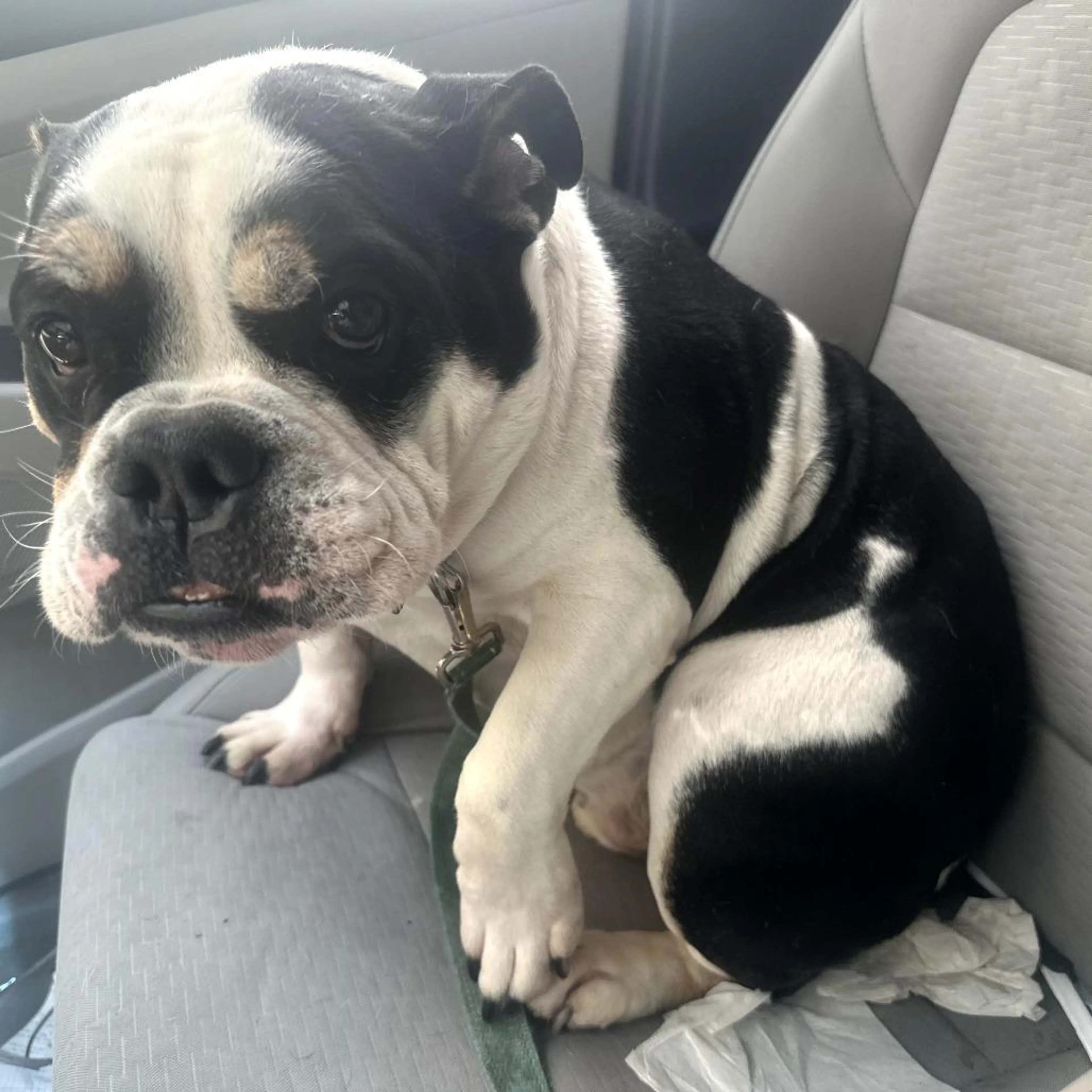 Found pet