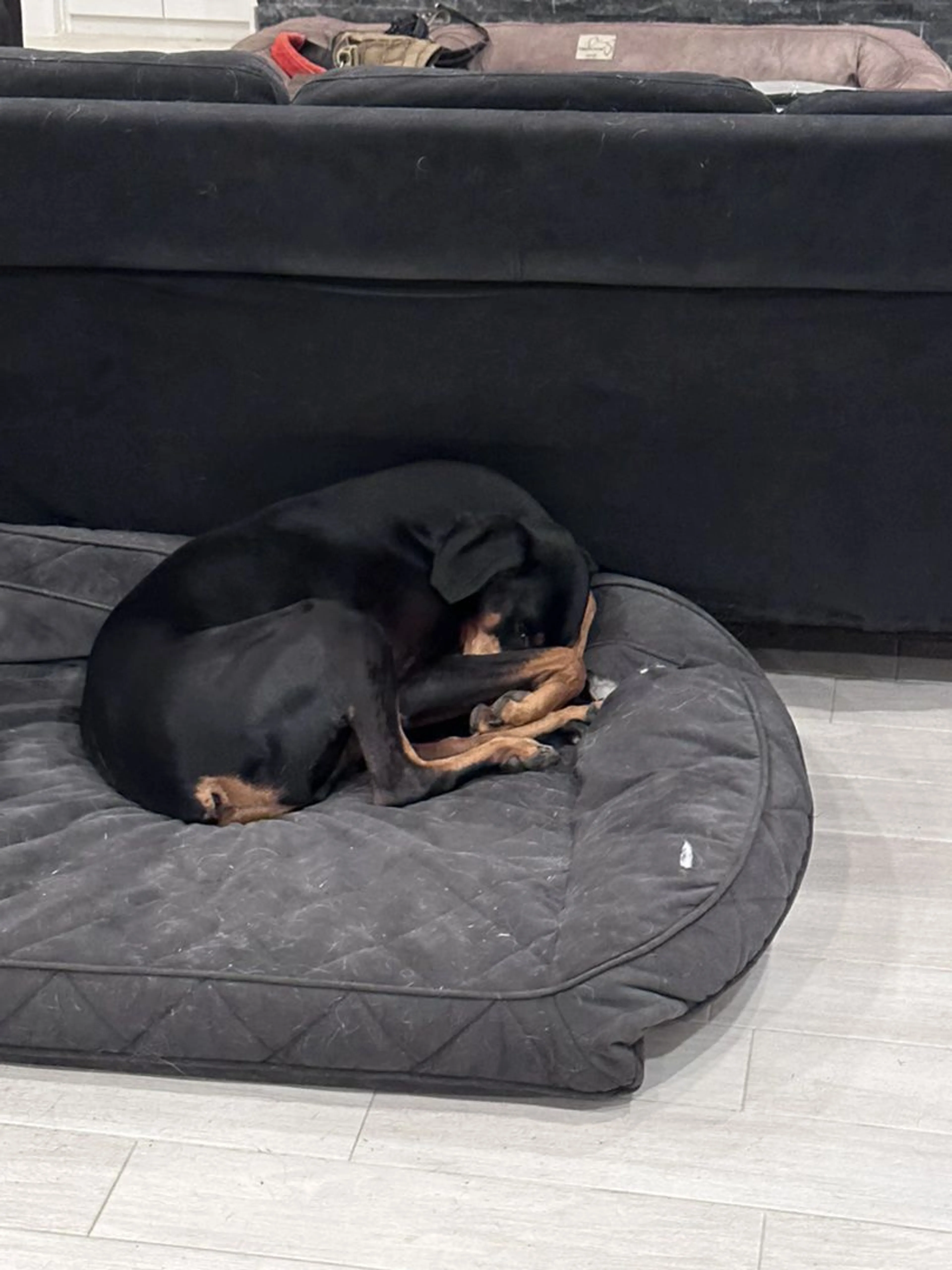 Lost pet-3