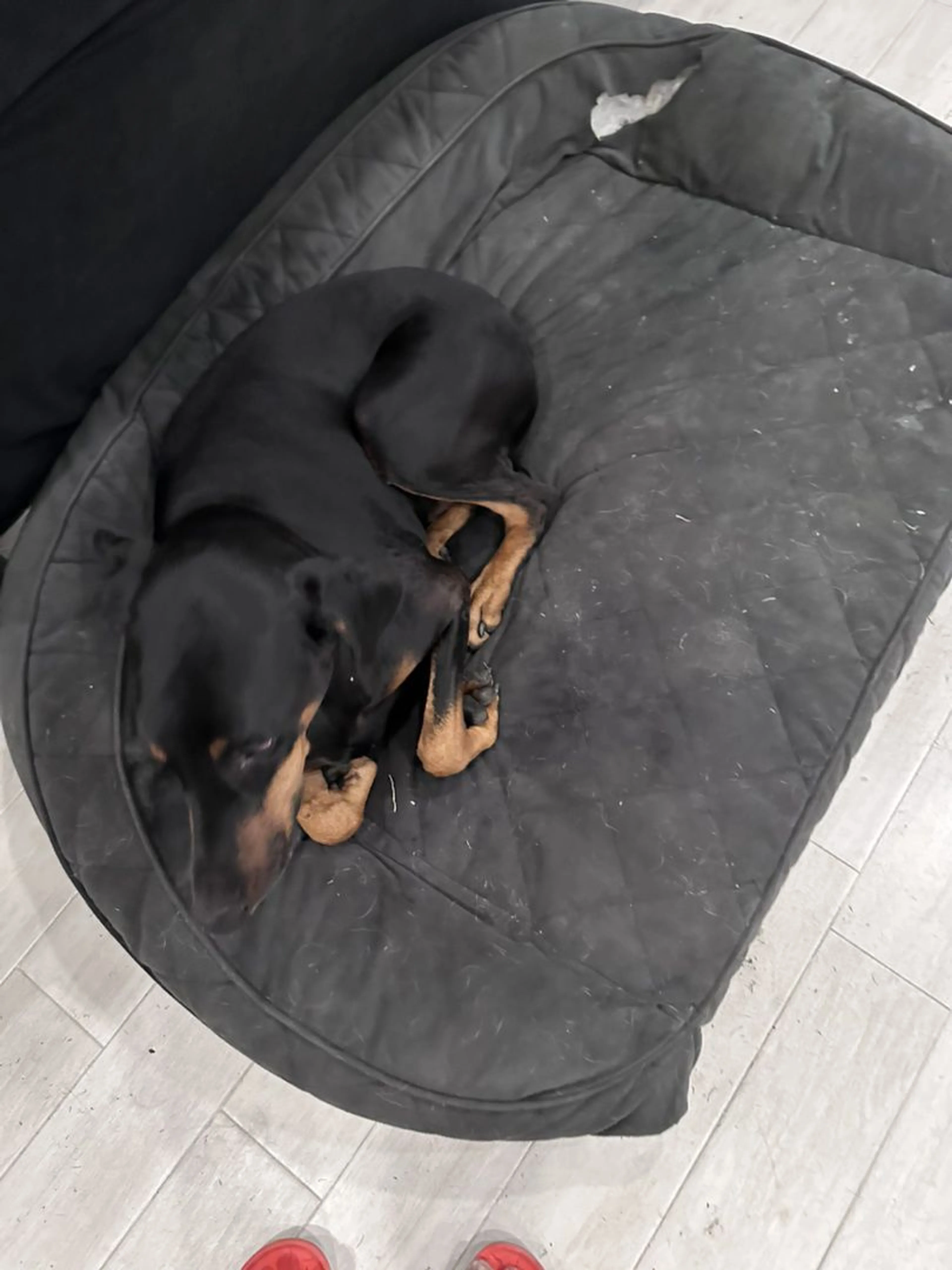 Lost pet-2