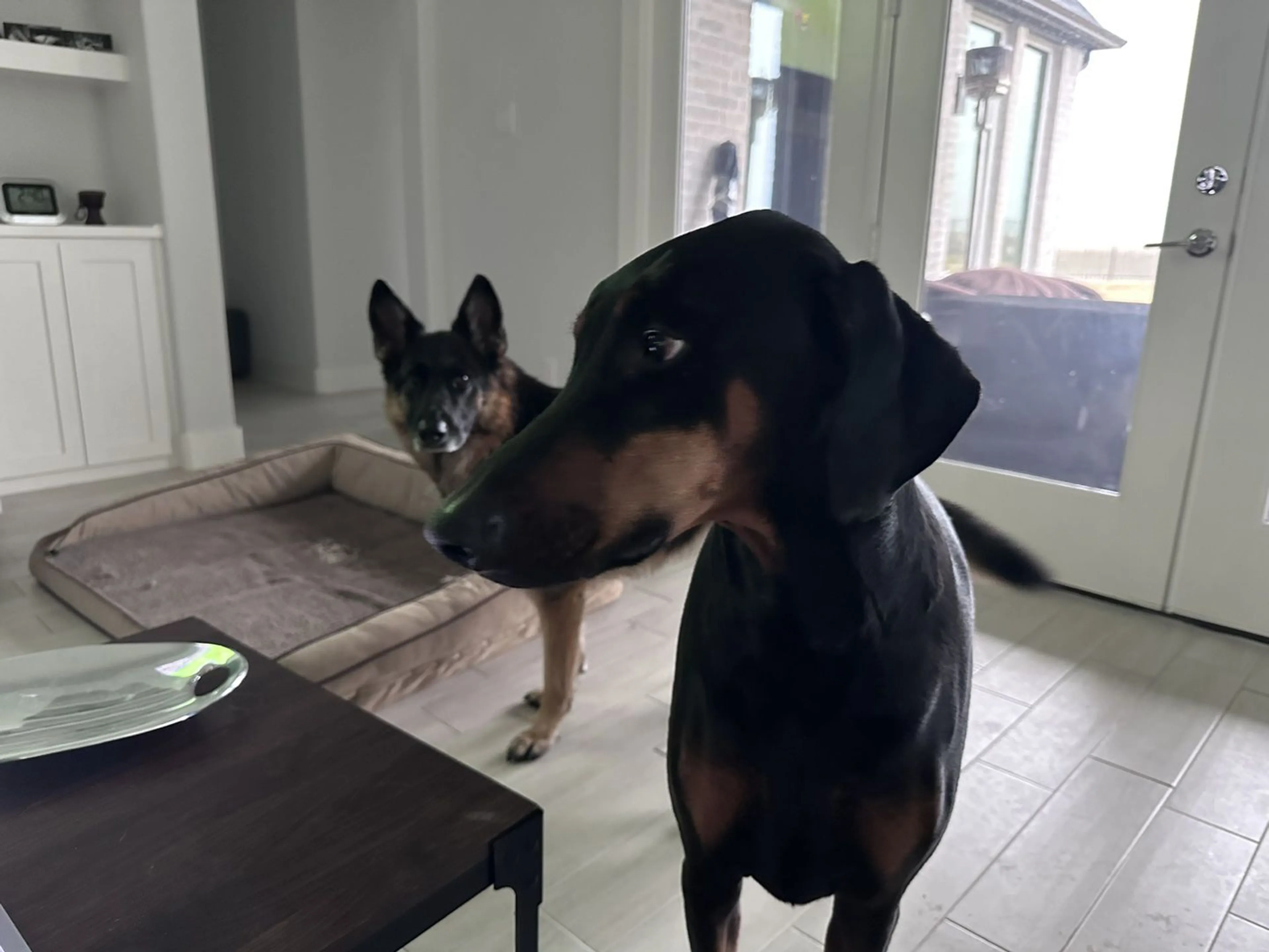 Lost pet-4