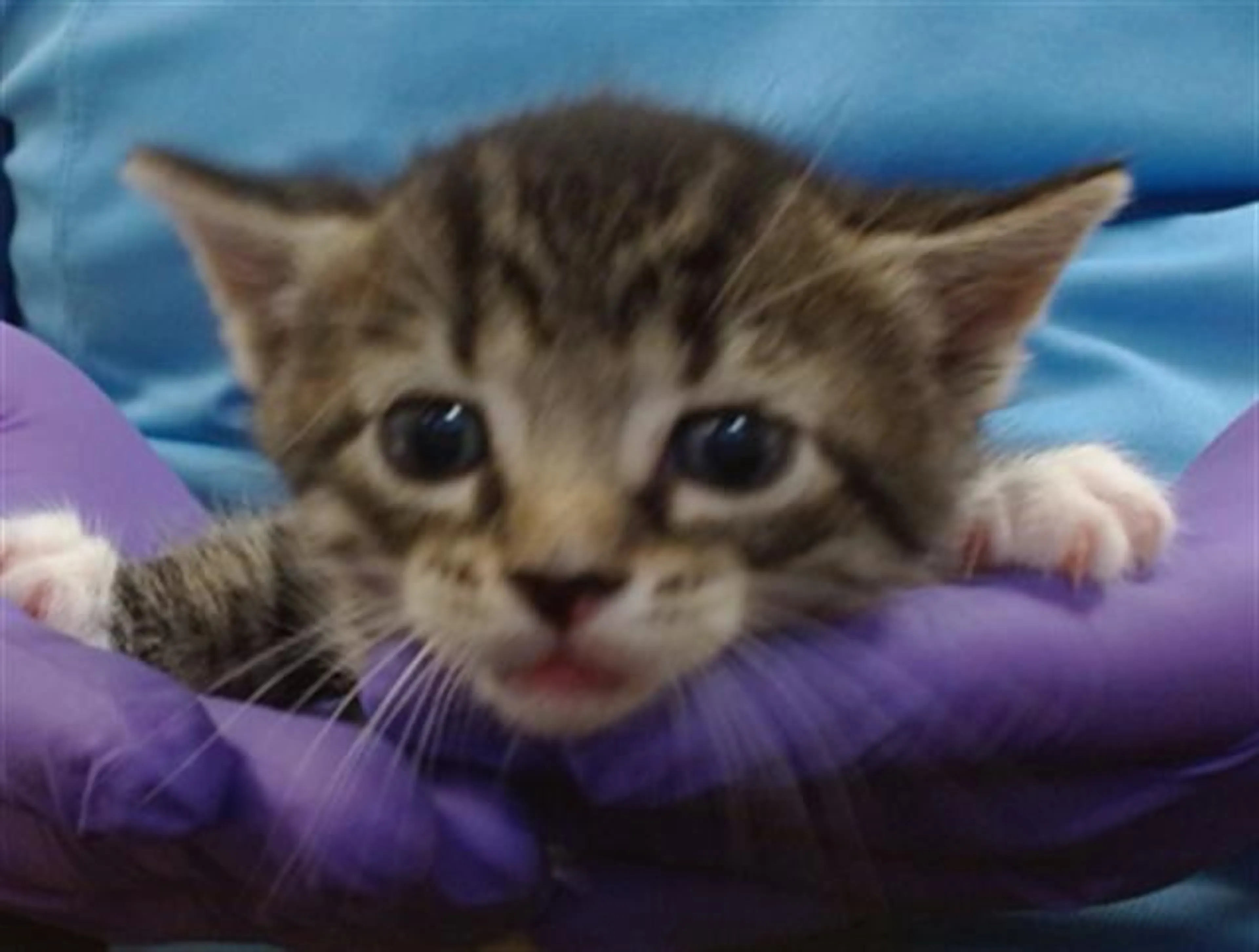 Found pet