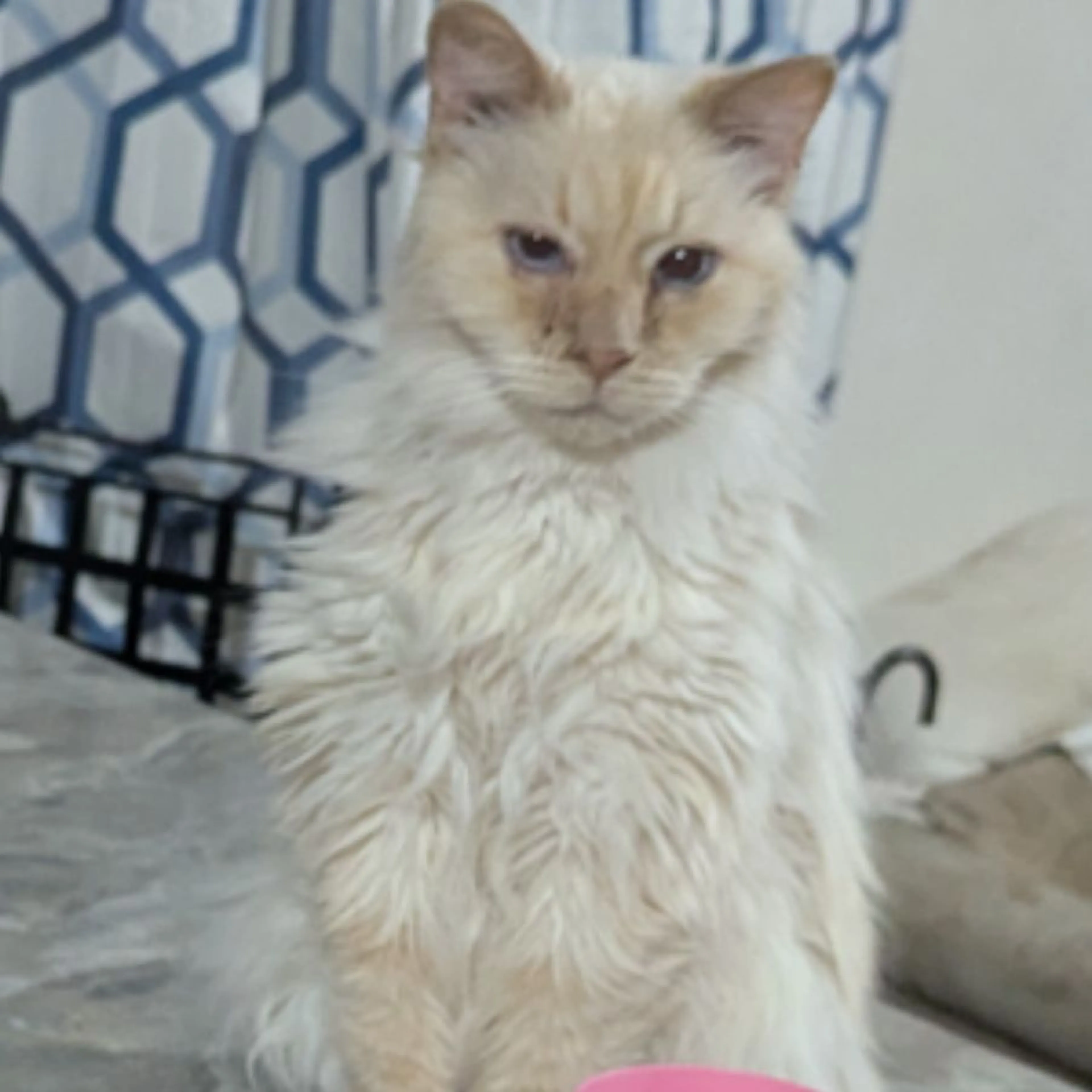 Found pet