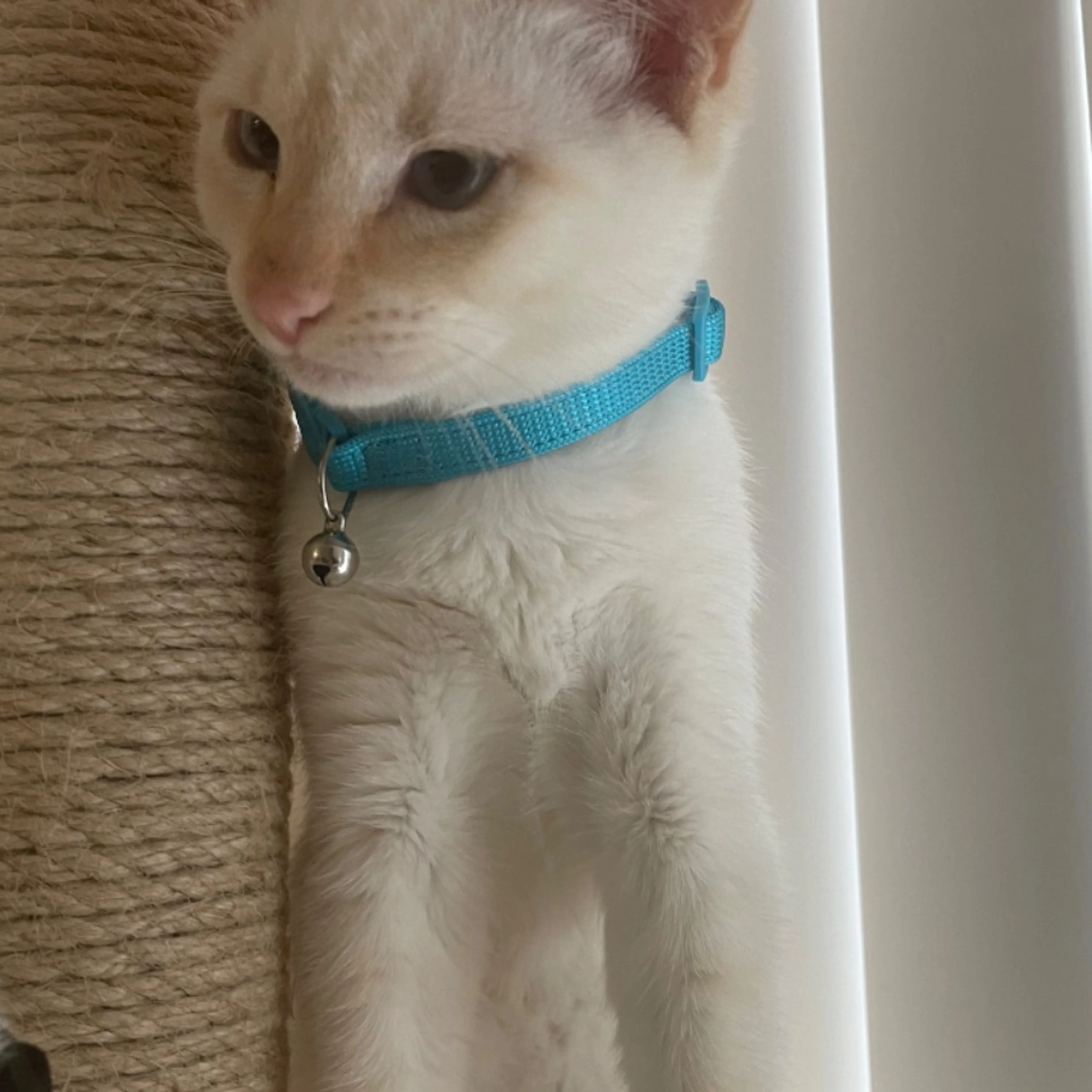 Lost pet