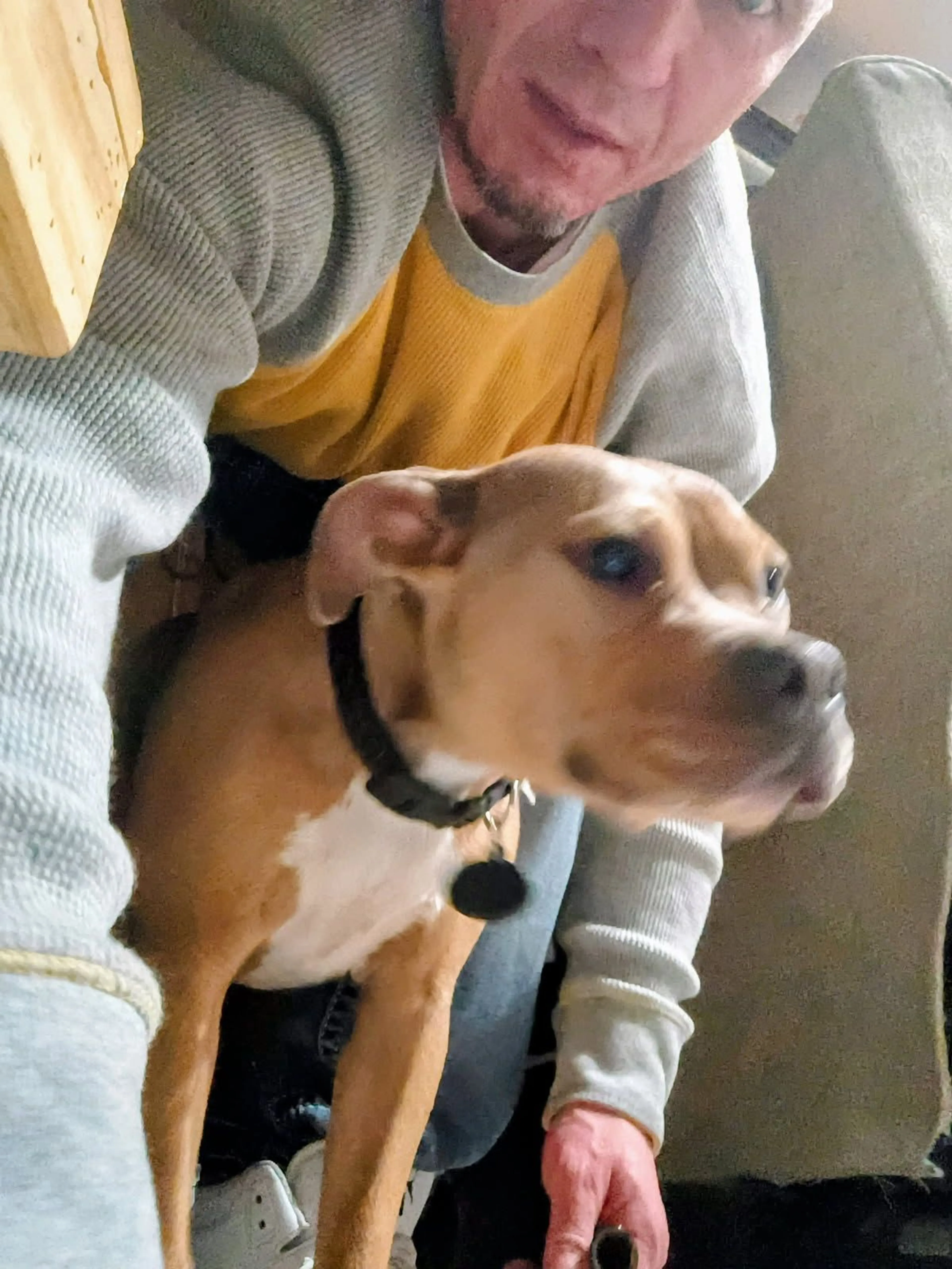 Lost pet-4