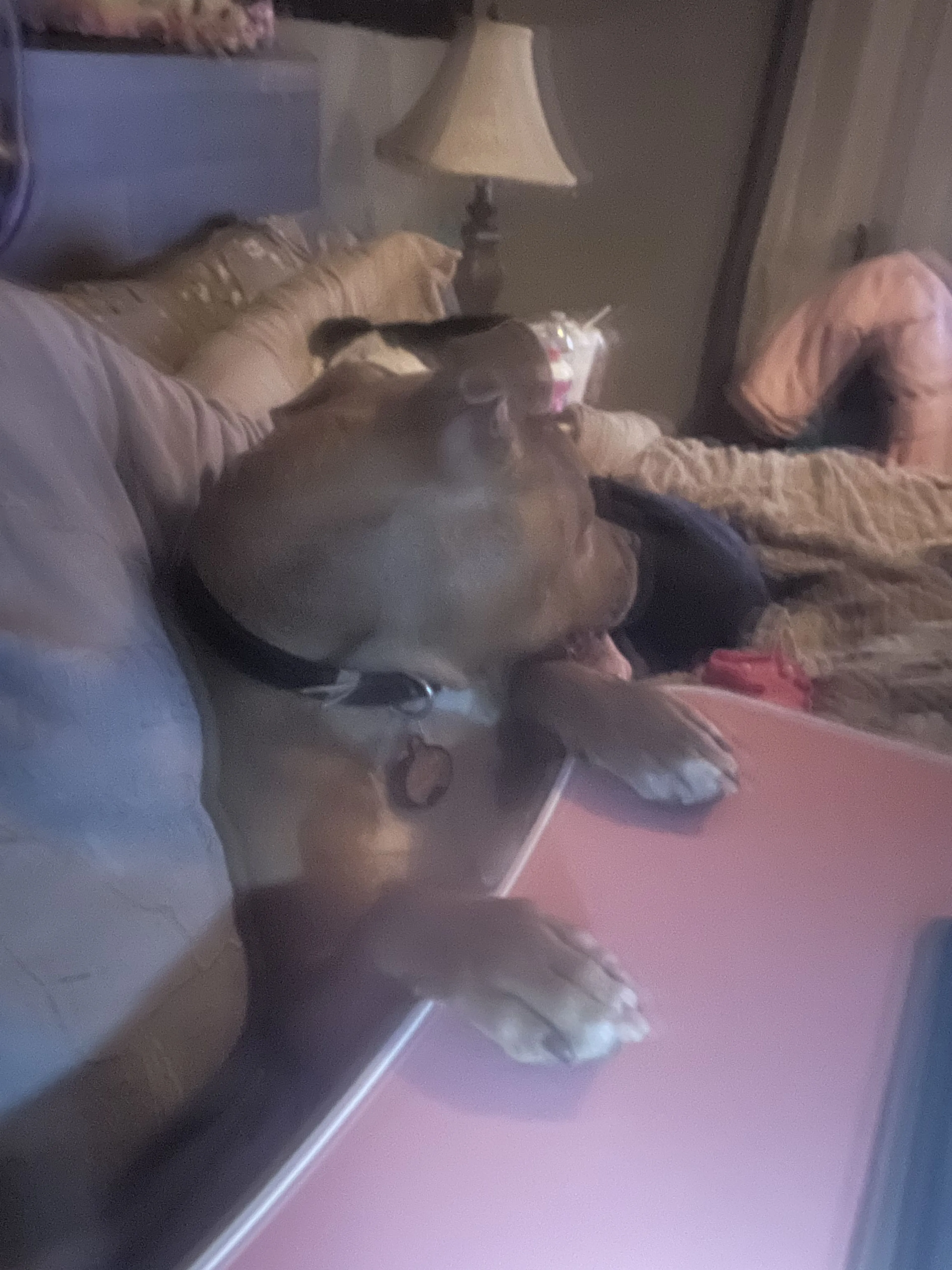 Lost pet-3