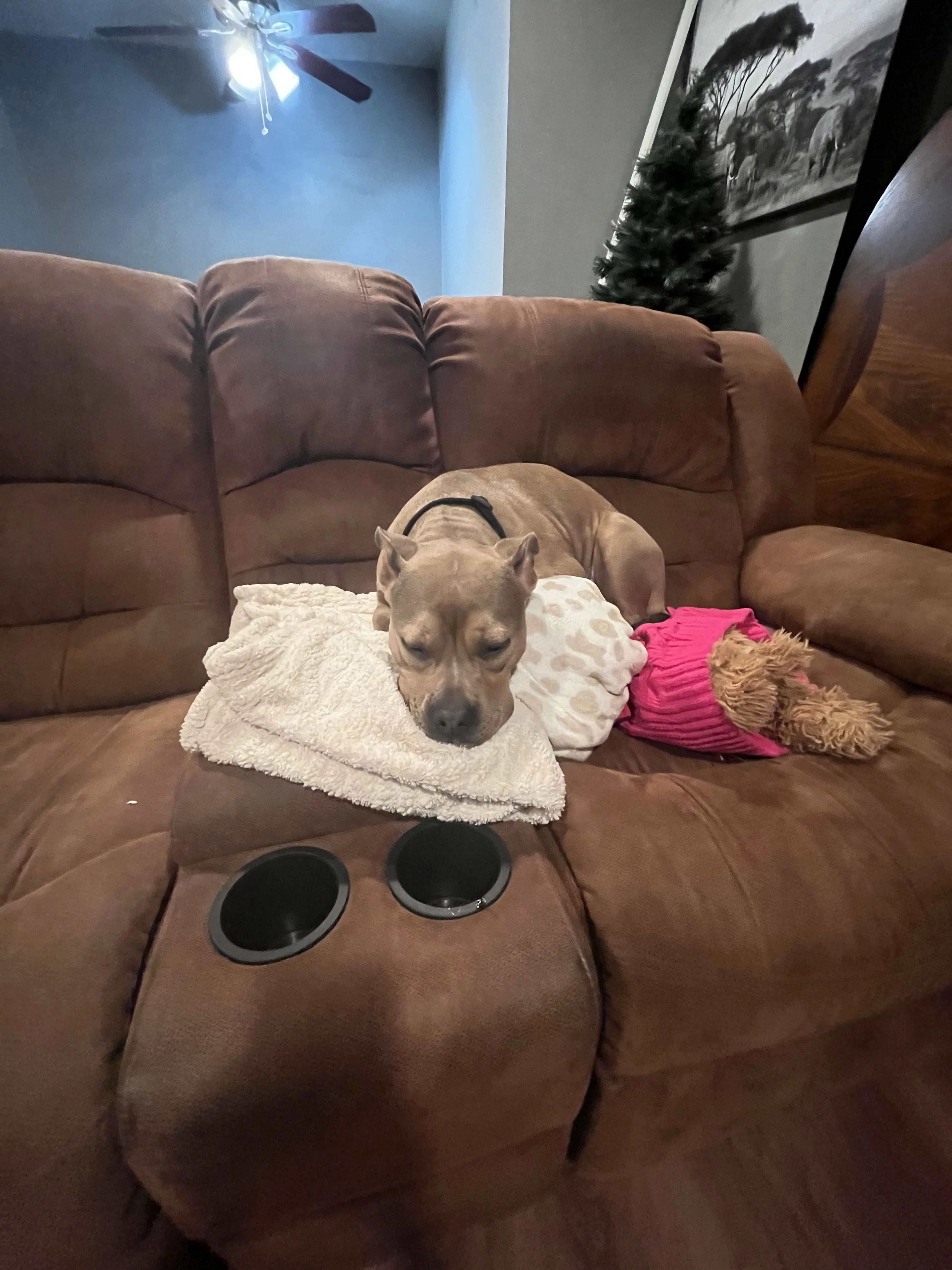 Lost pet-1
