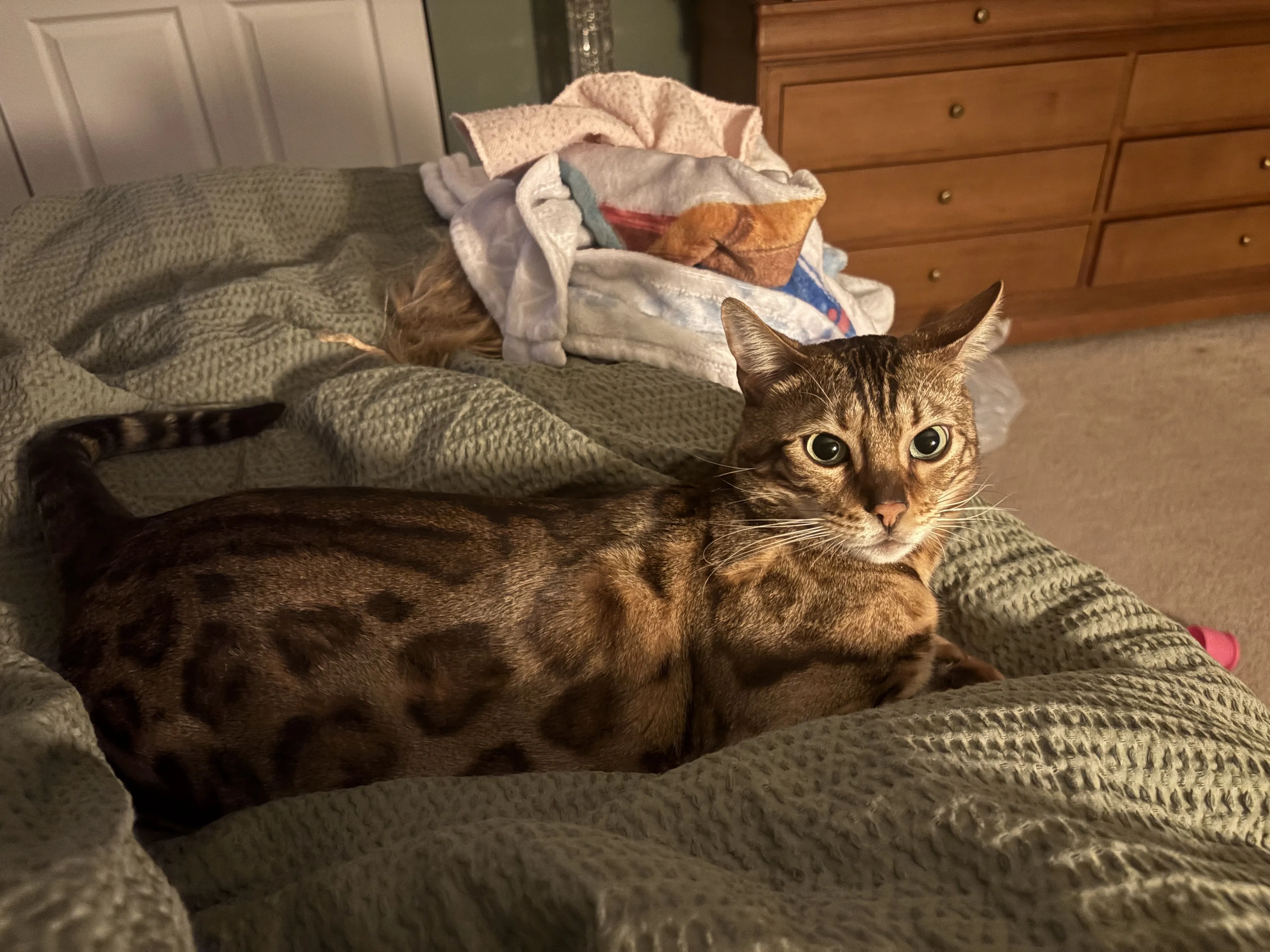 Lost pet-3