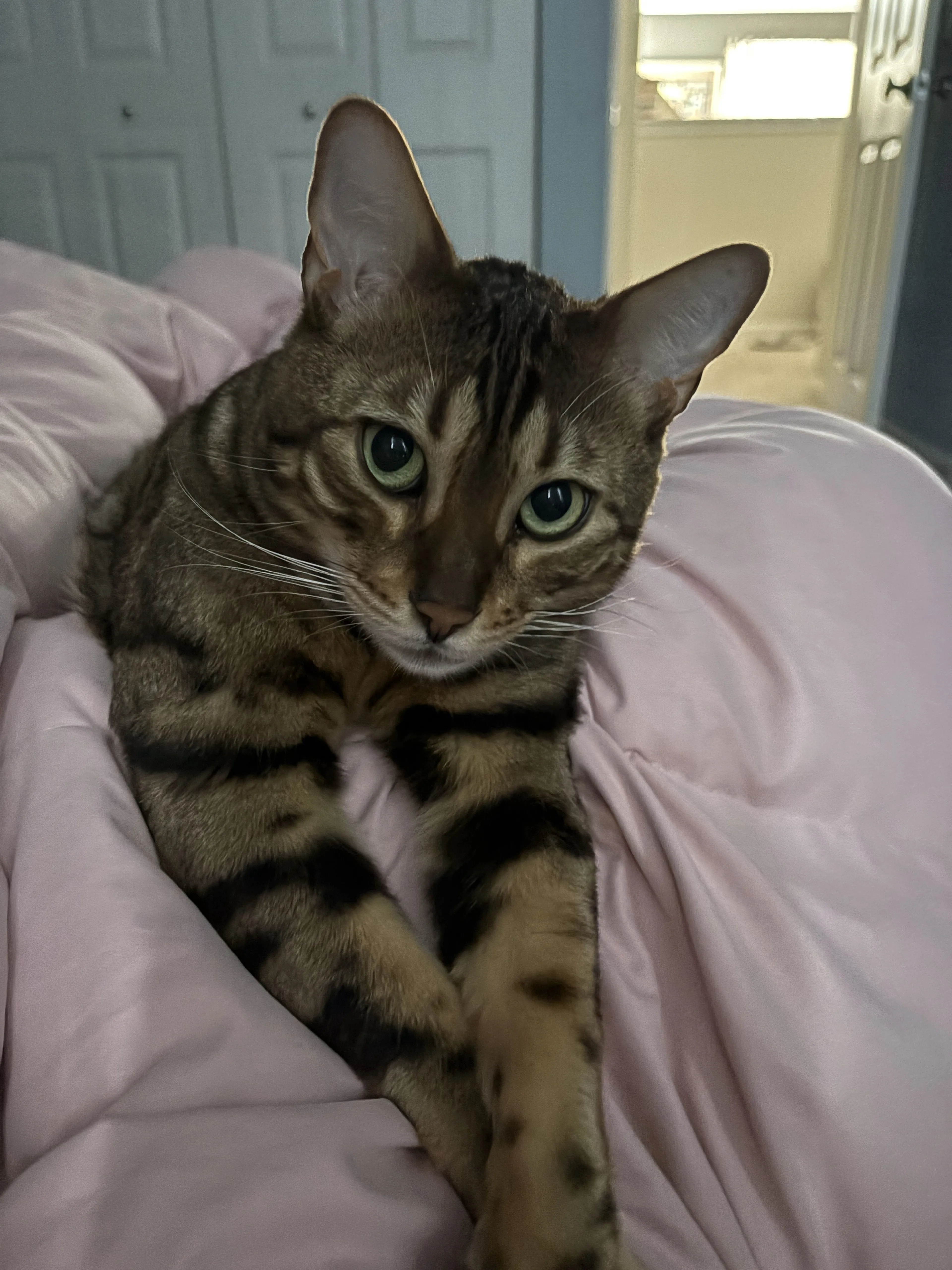 Lost pet-2