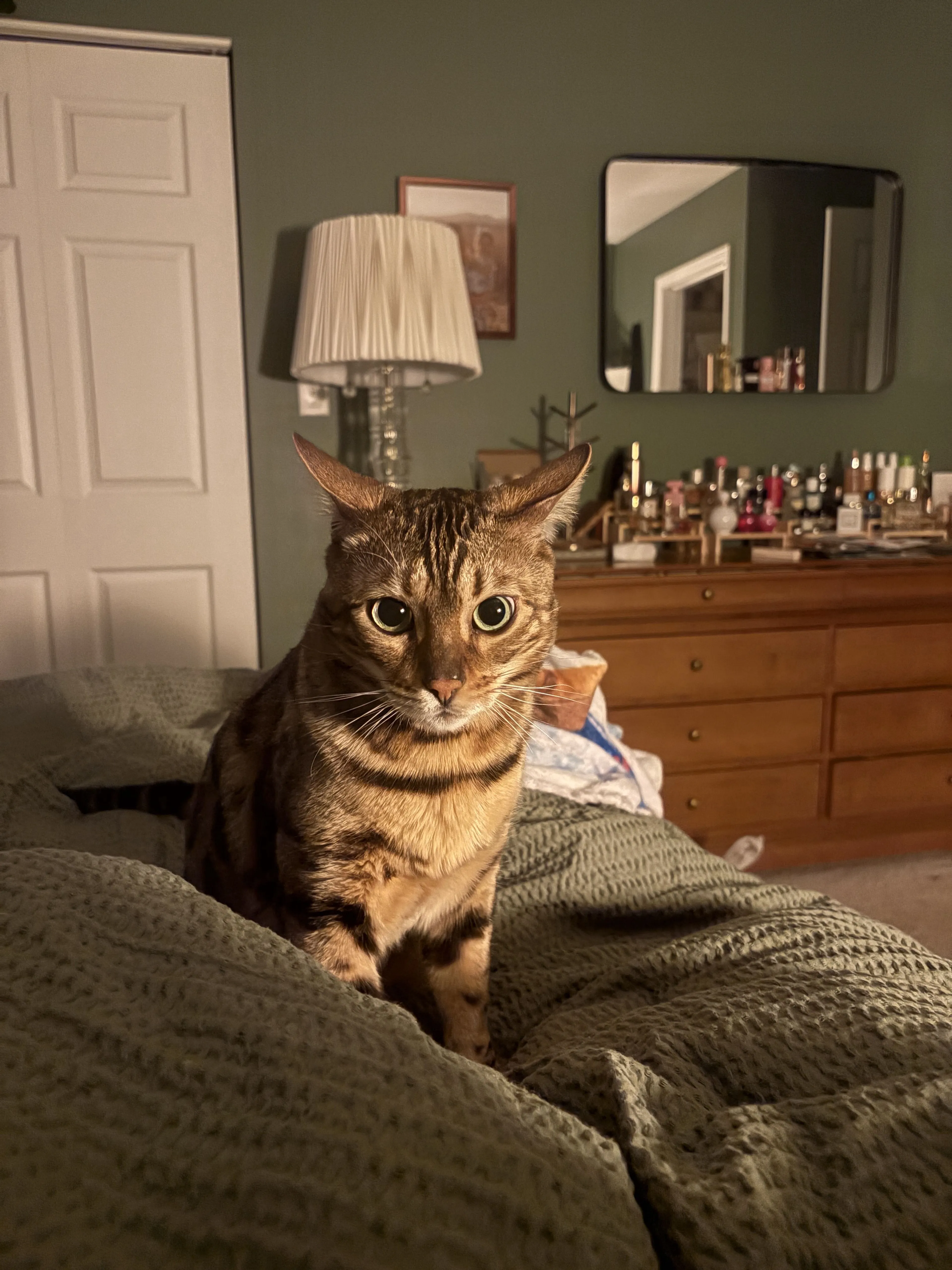 Lost pet-1