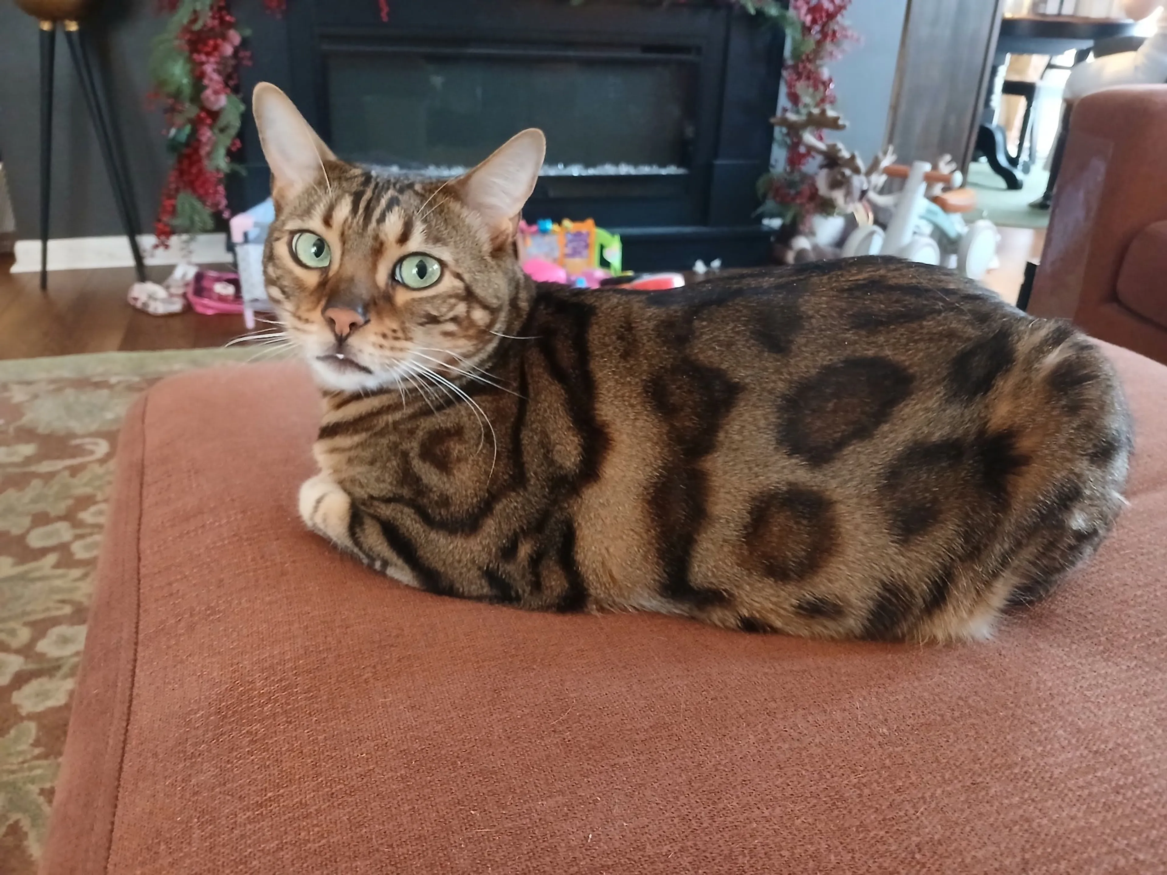 Lost pet-4