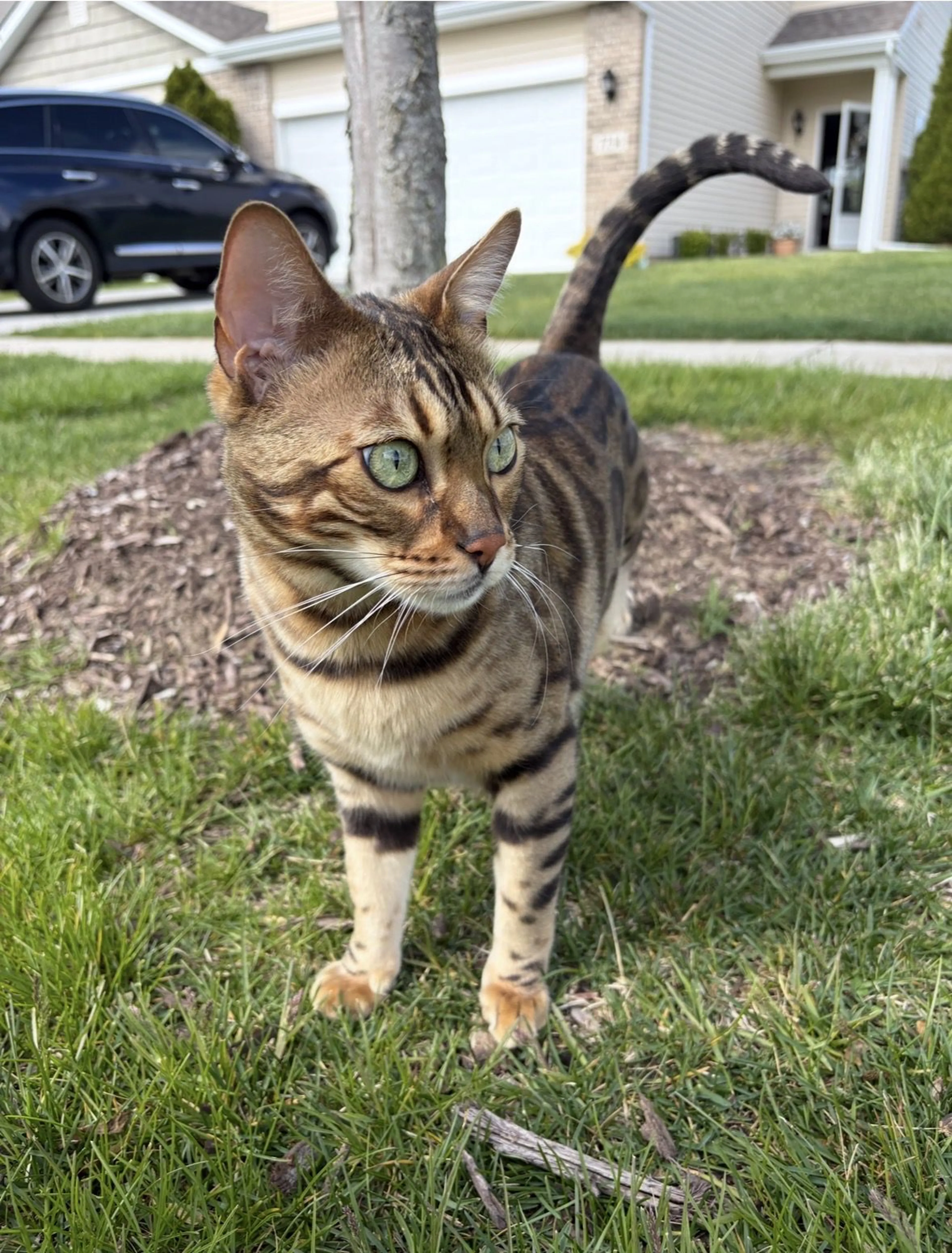 Lost pet-0