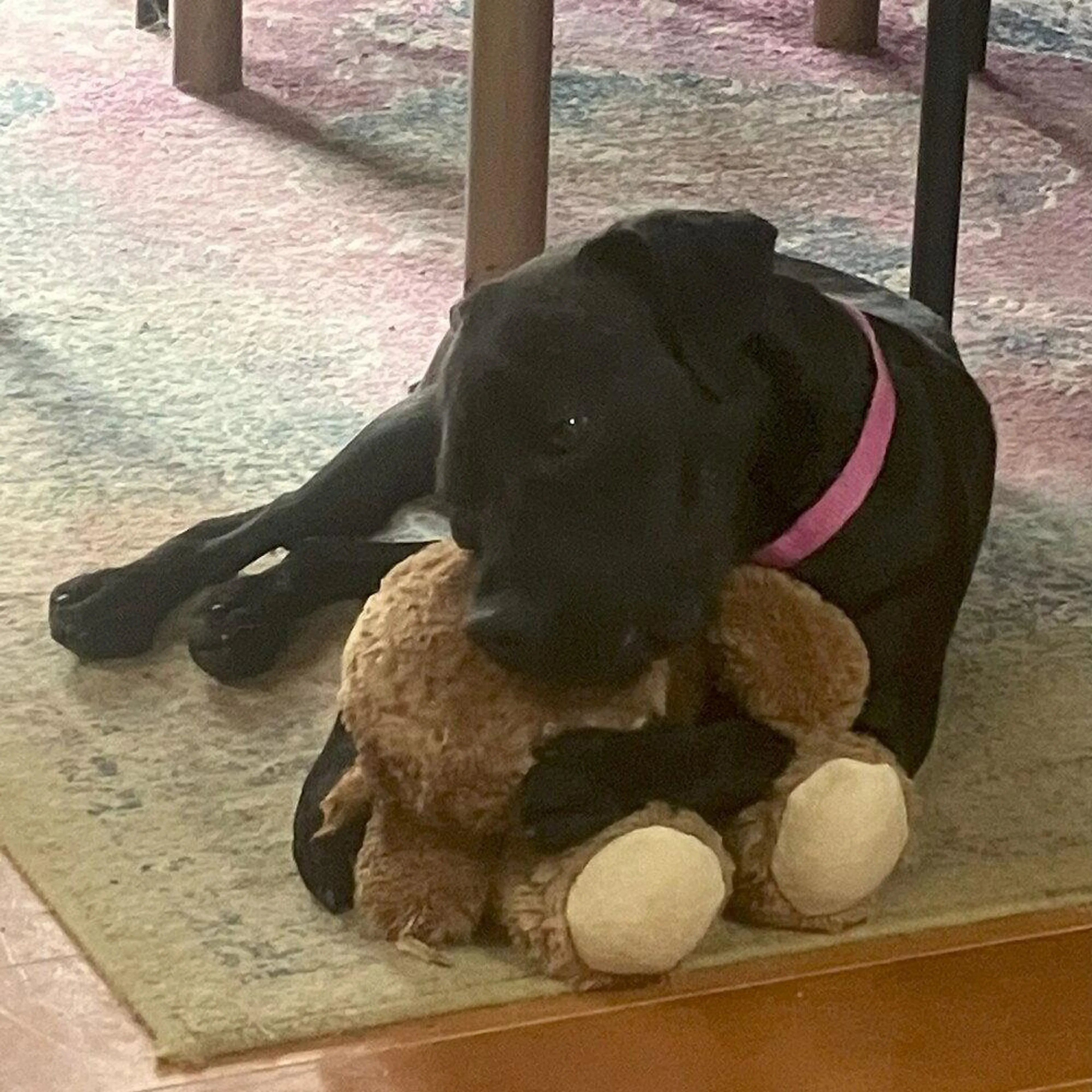 Found pet-2