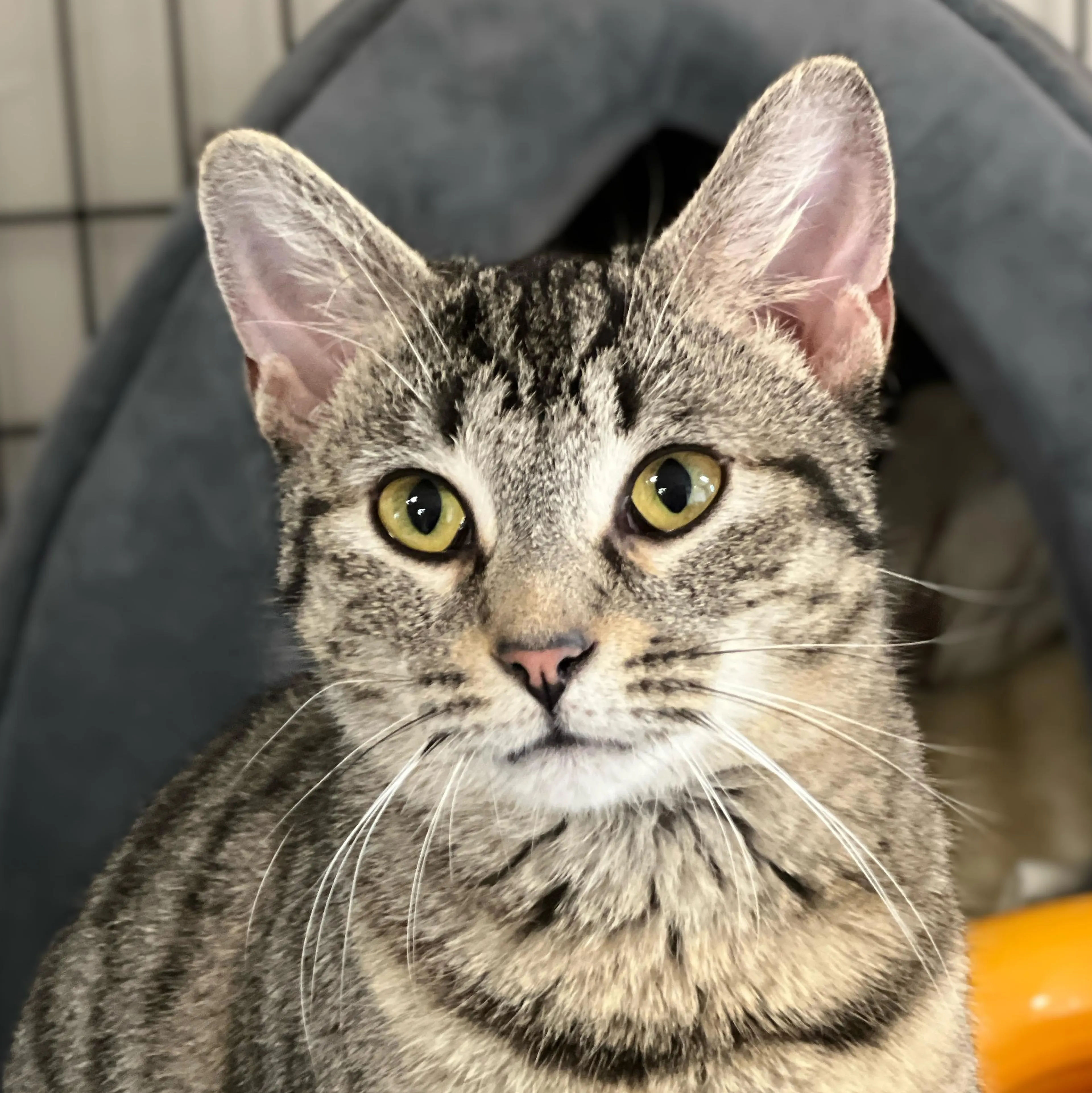 Found pet-1