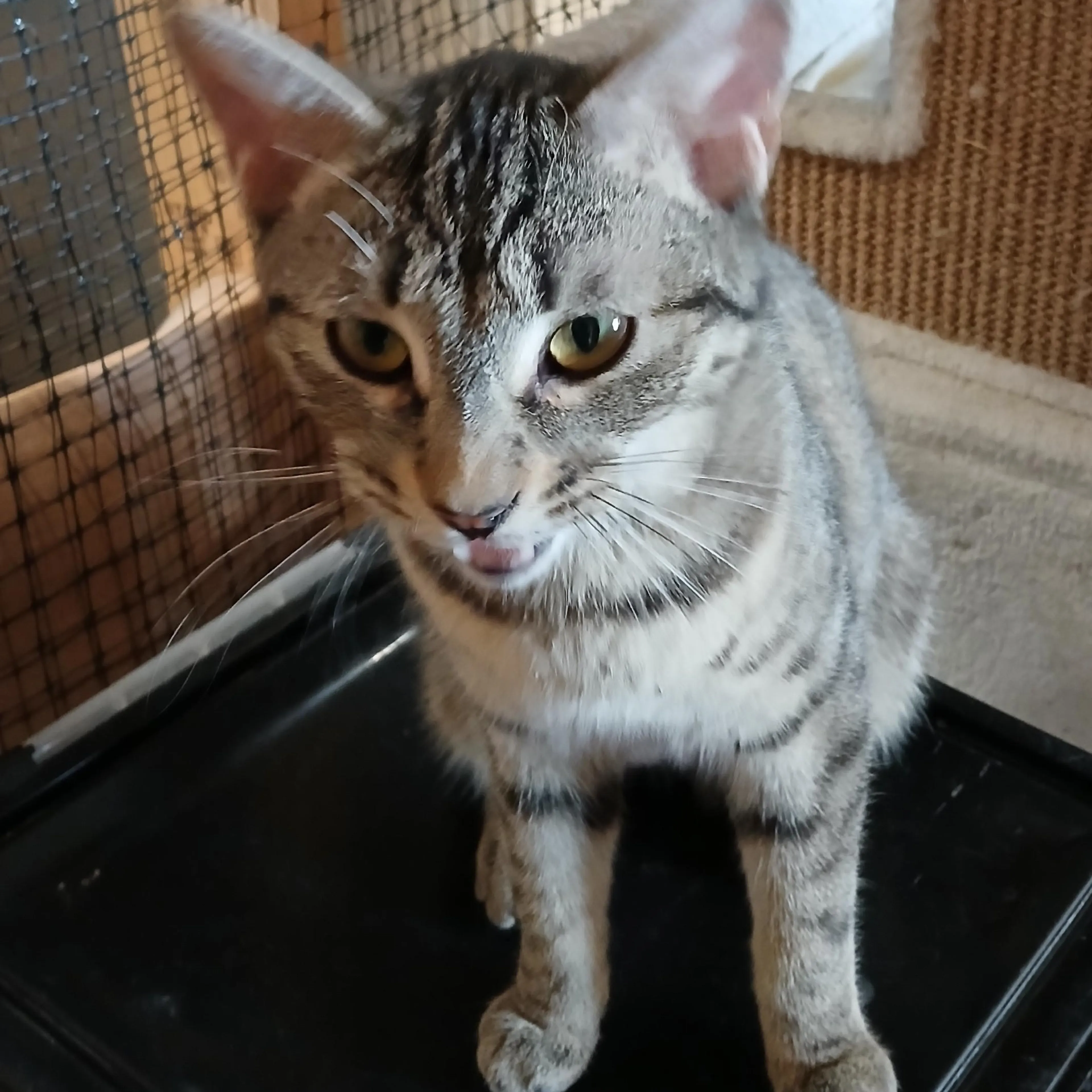 Found pet-0