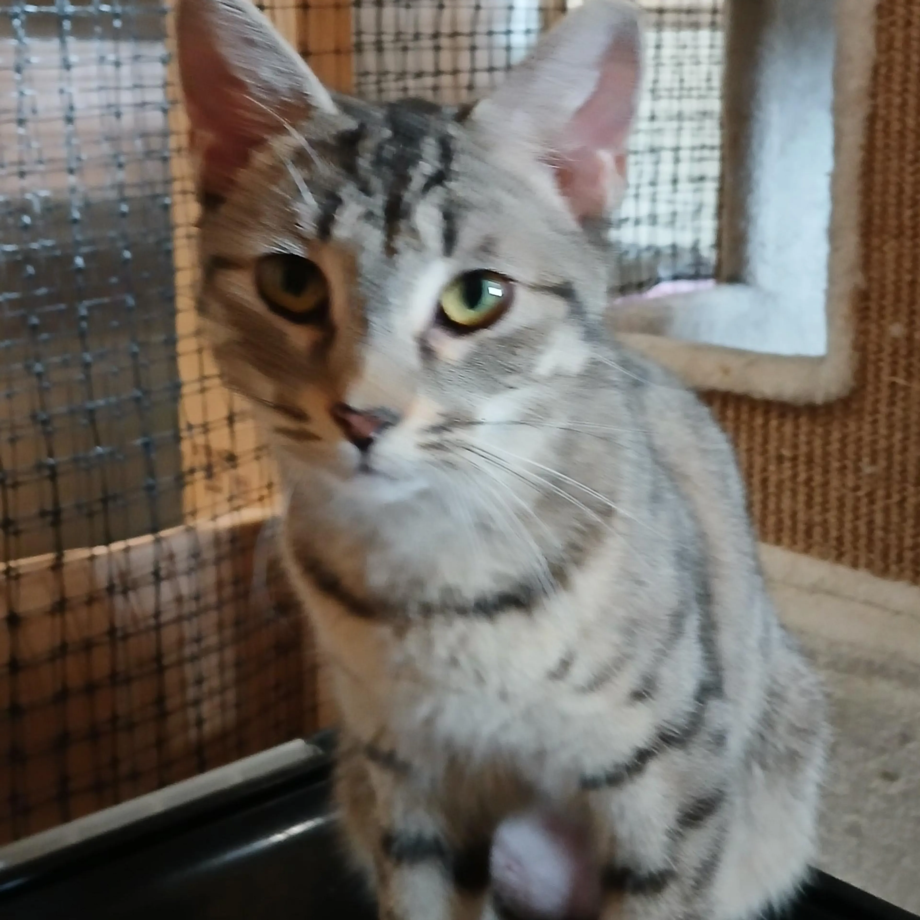 Found pet-2