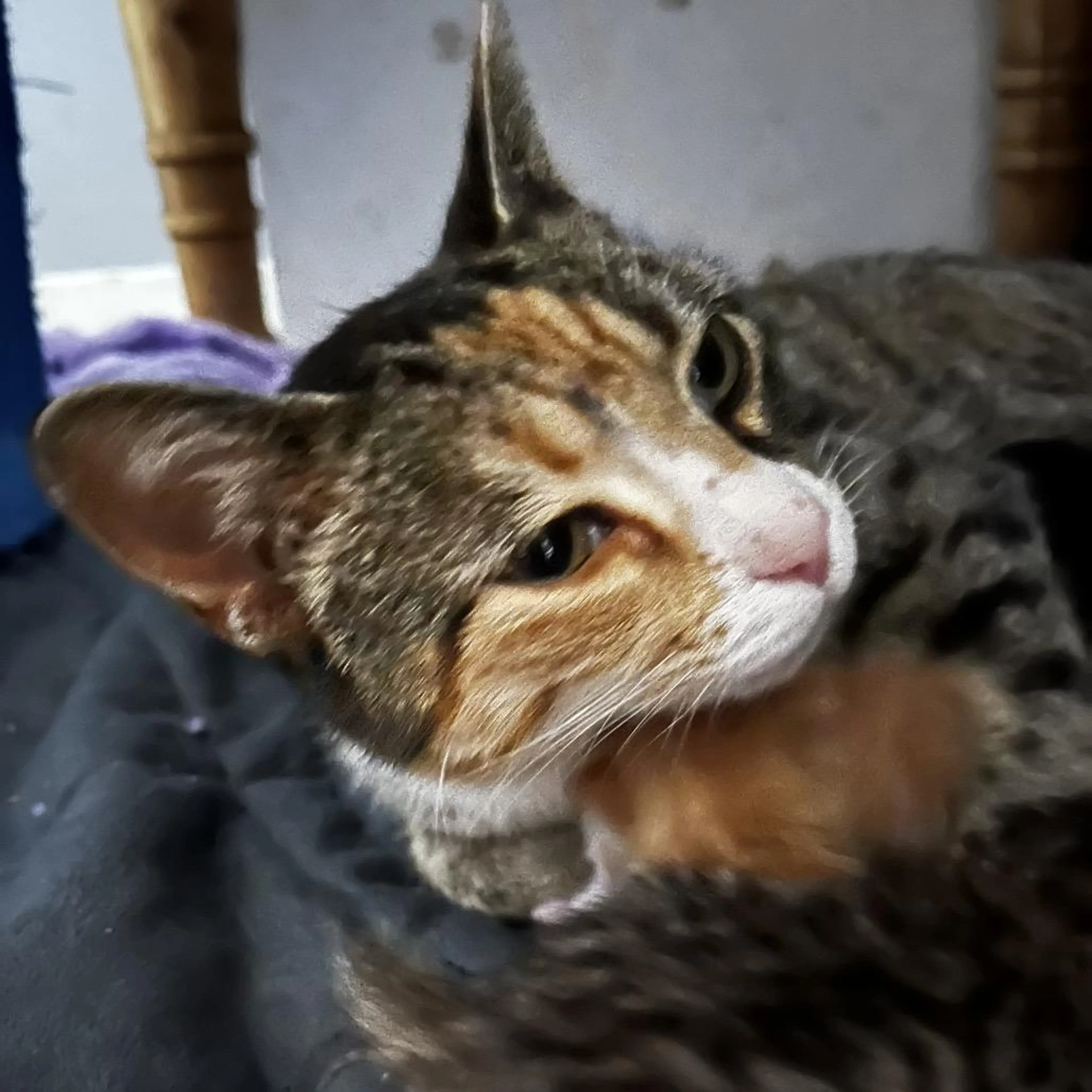 Found pet-1