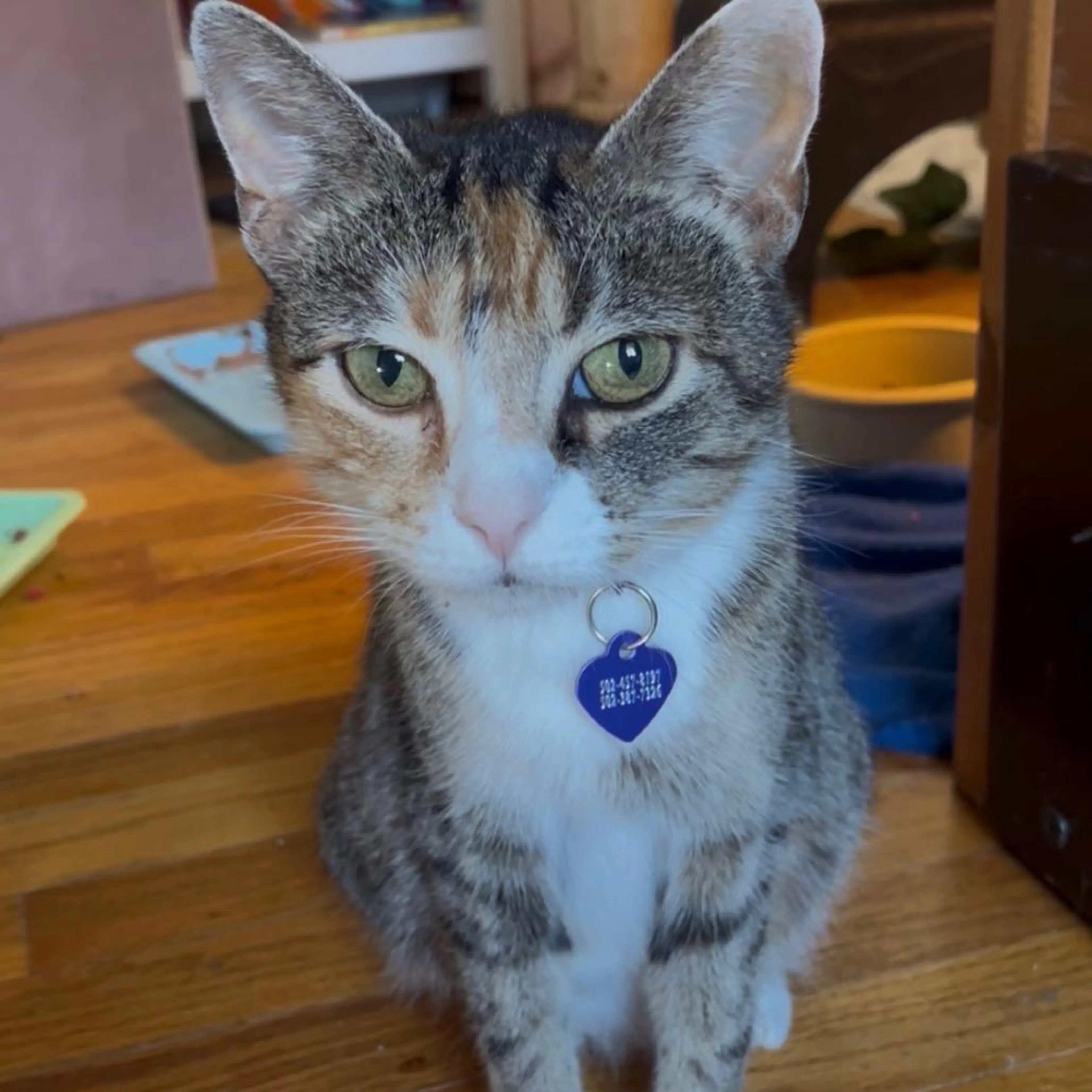 Found pet-0