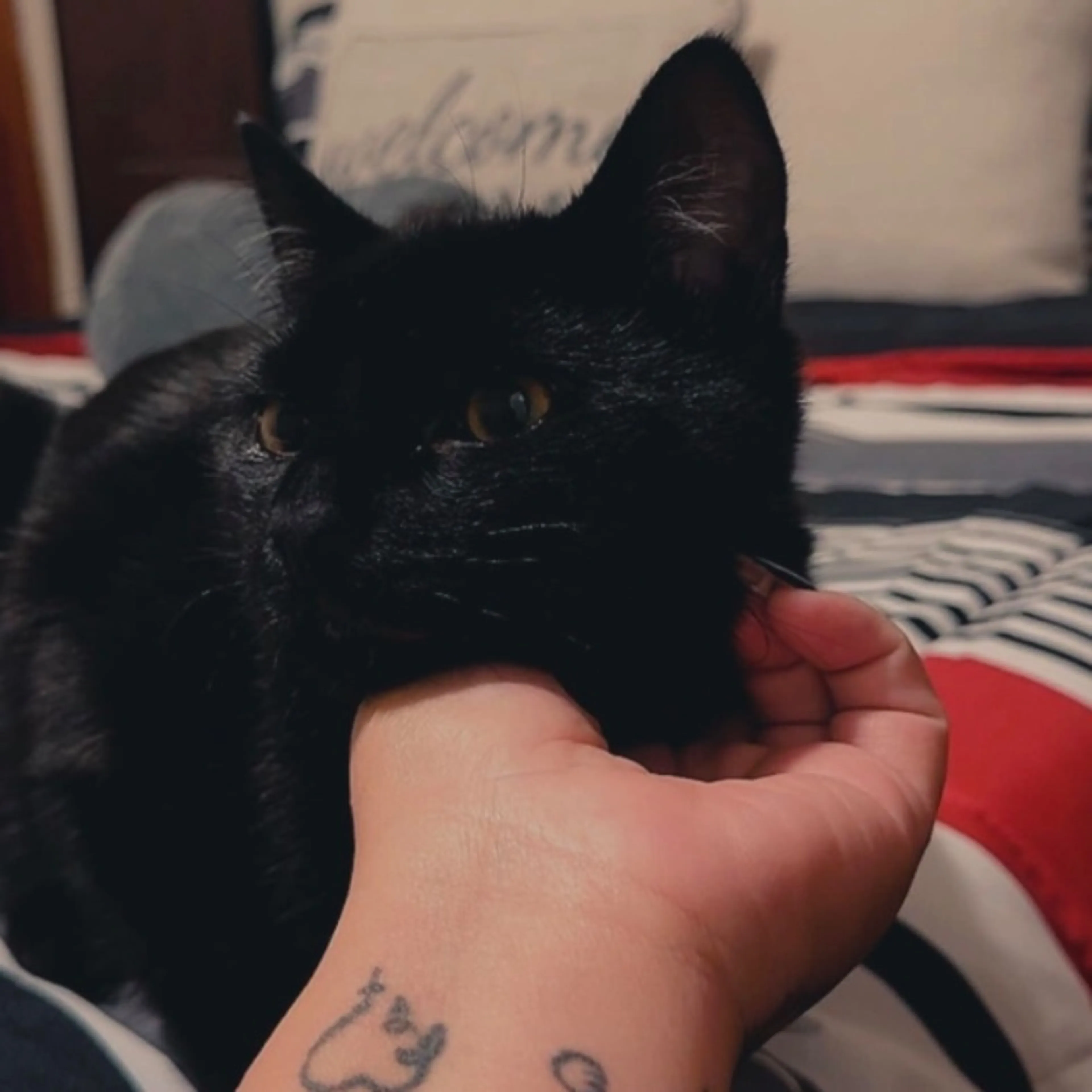 Lost pet