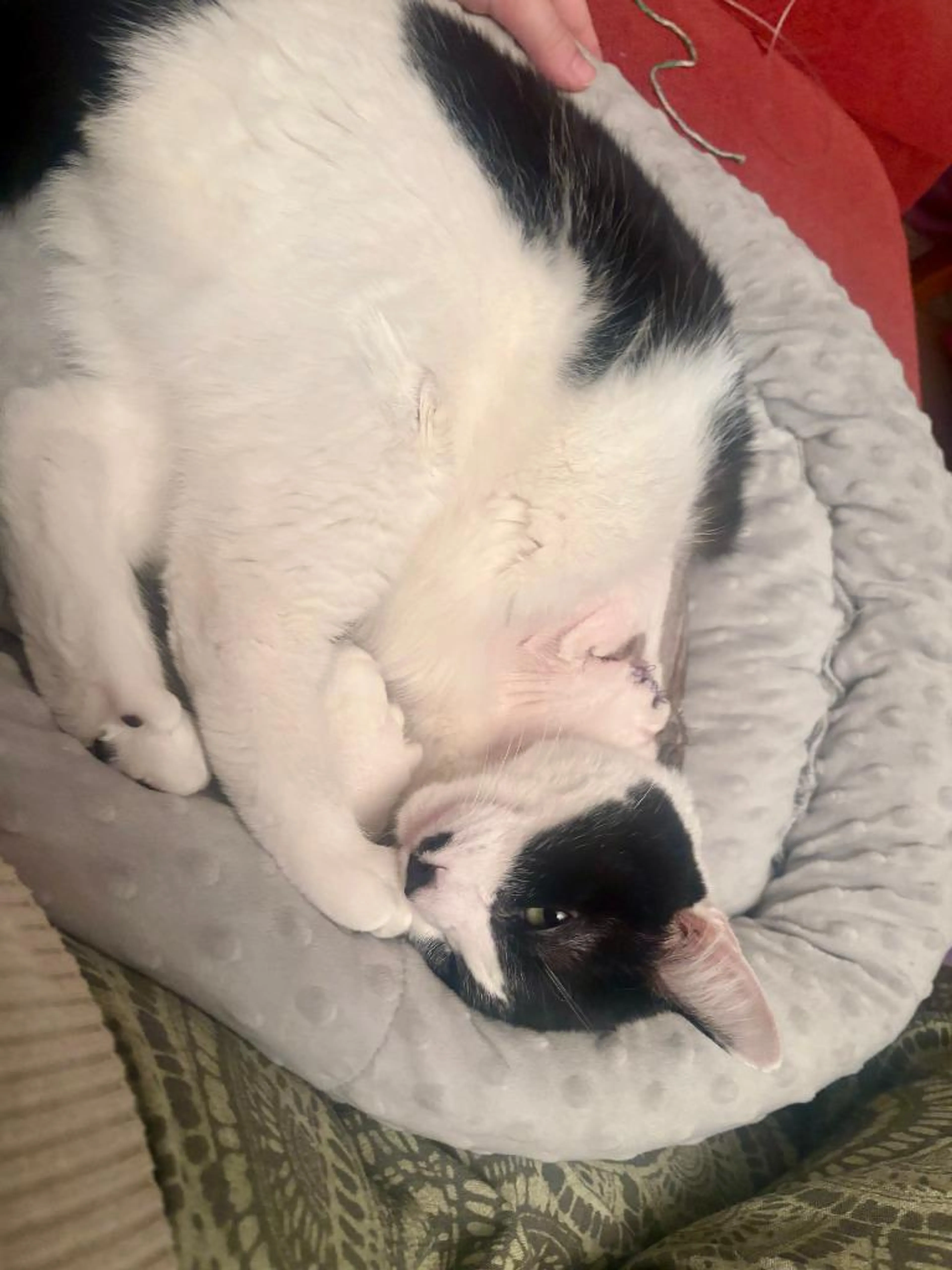 Found pet-2