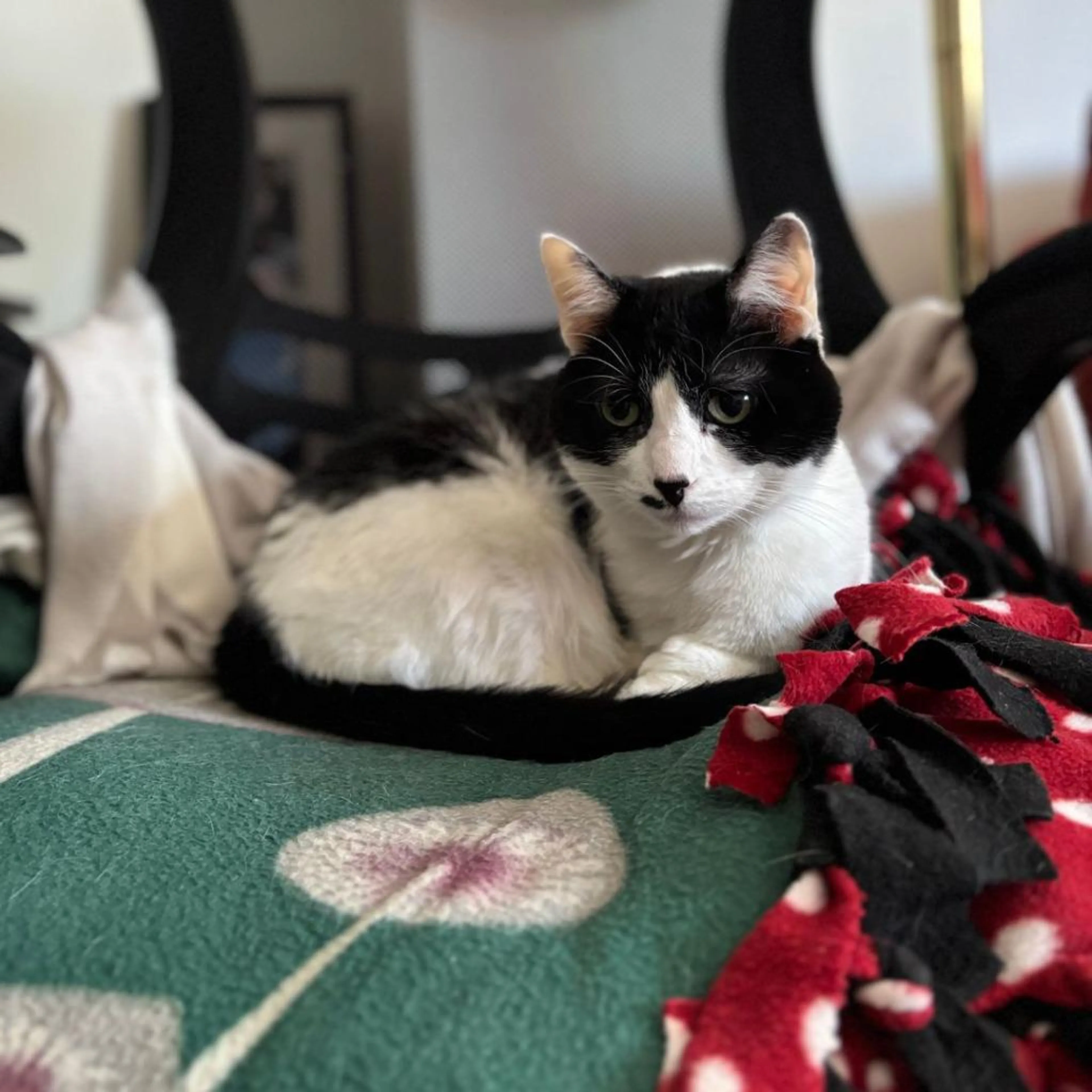 Found pet-1