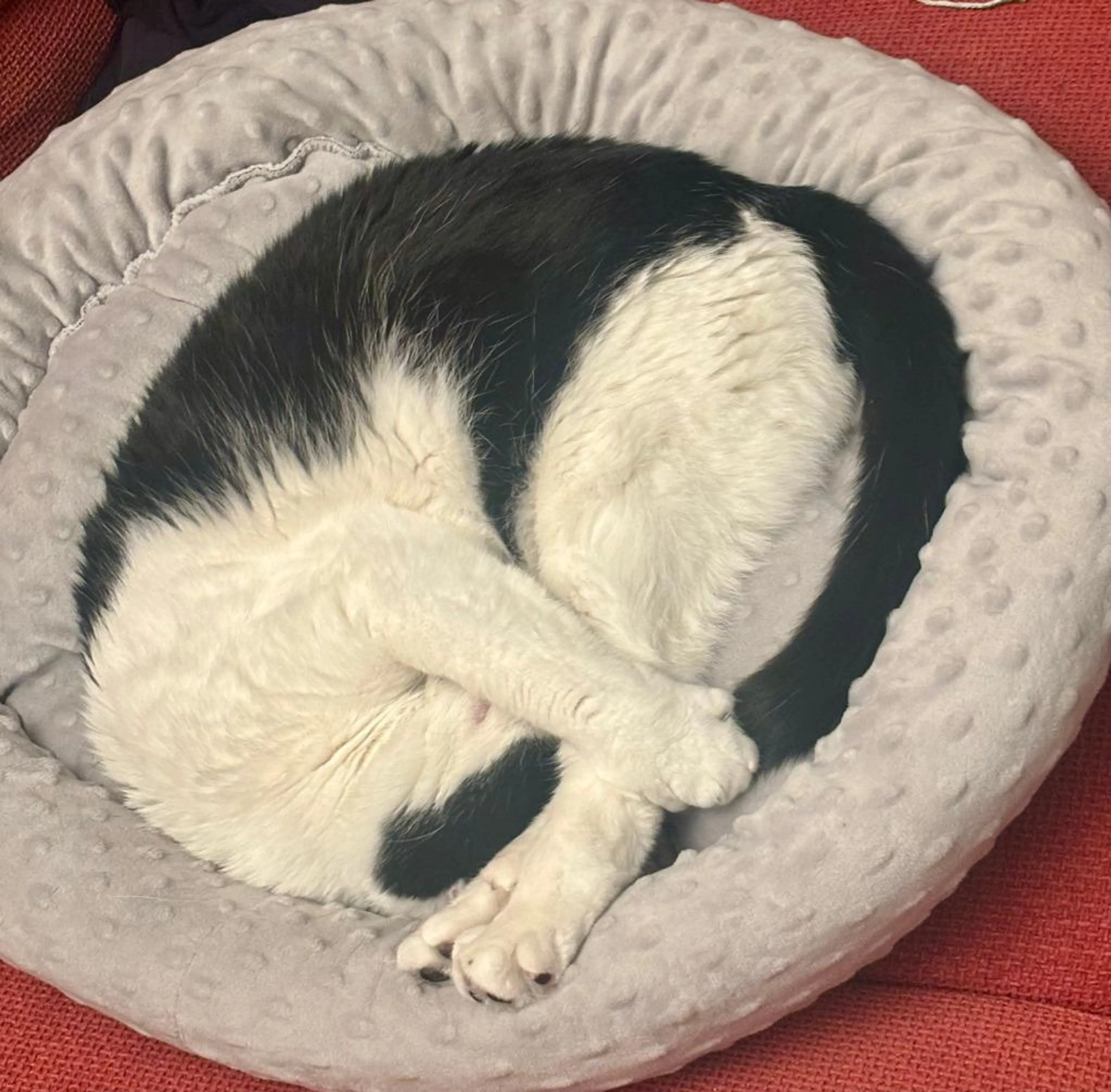 Found pet-0